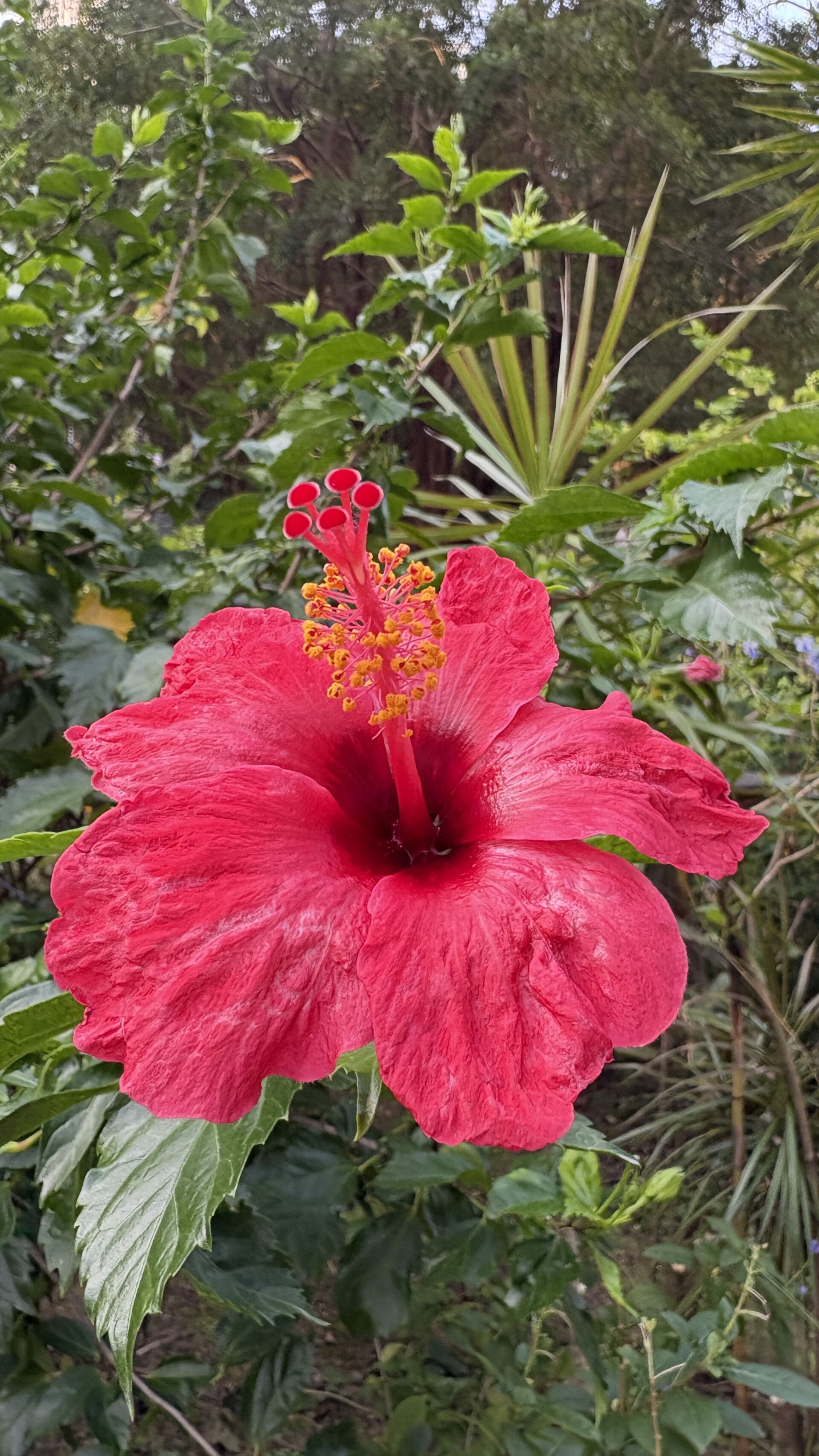 https://www.fa.gov.hk/朱槿(扶桑、大紅花)