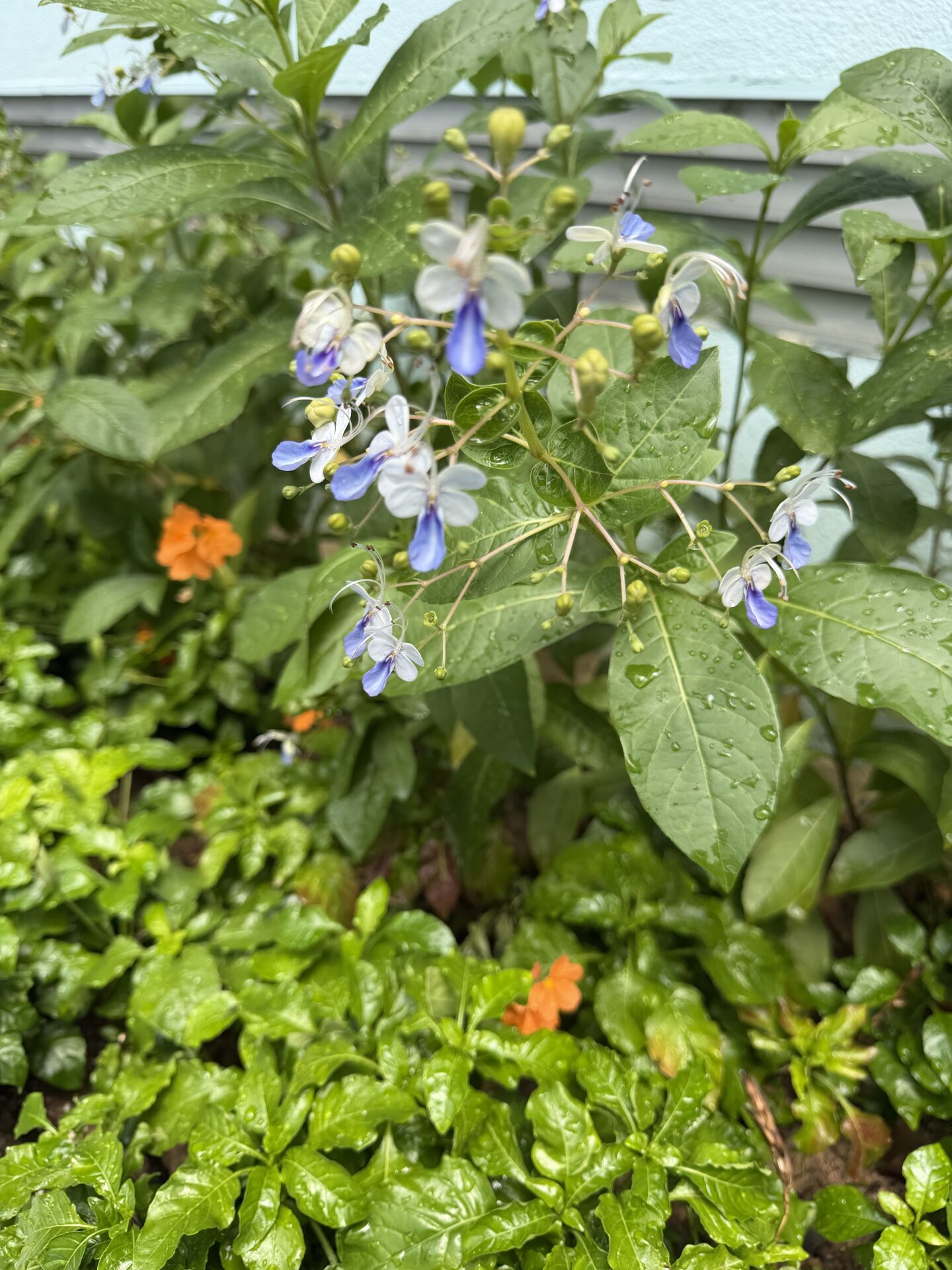 https://www.fa.gov.hk/鳥尾花、藍蝴蝶