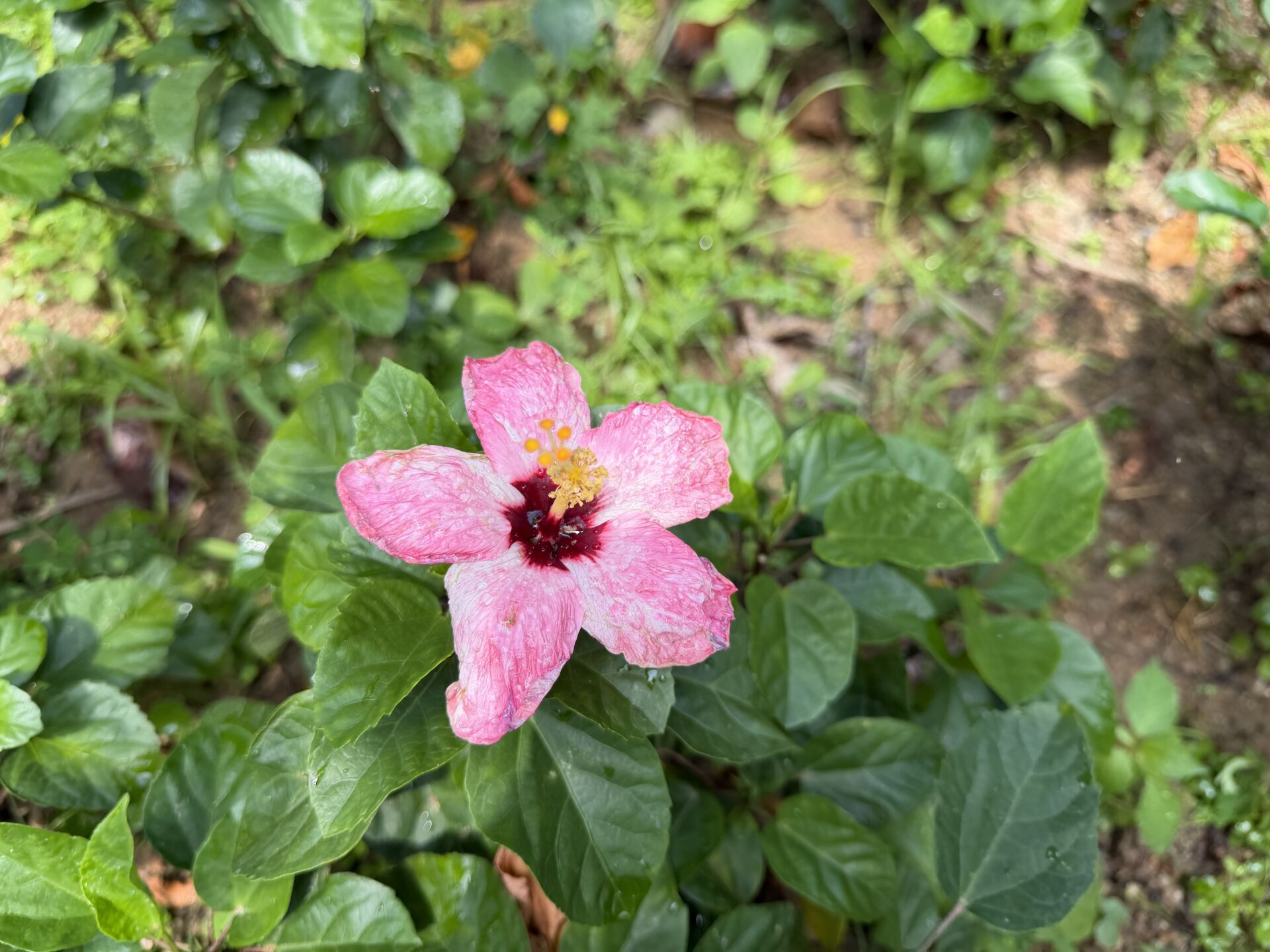 https://www.fa.gov.hk/朱槿(扶桑、大紅花)