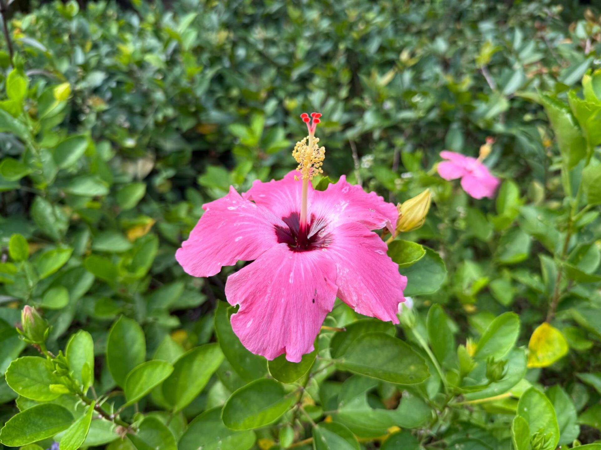 https://www.fa.gov.hk/朱槿(扶桑、大紅花)