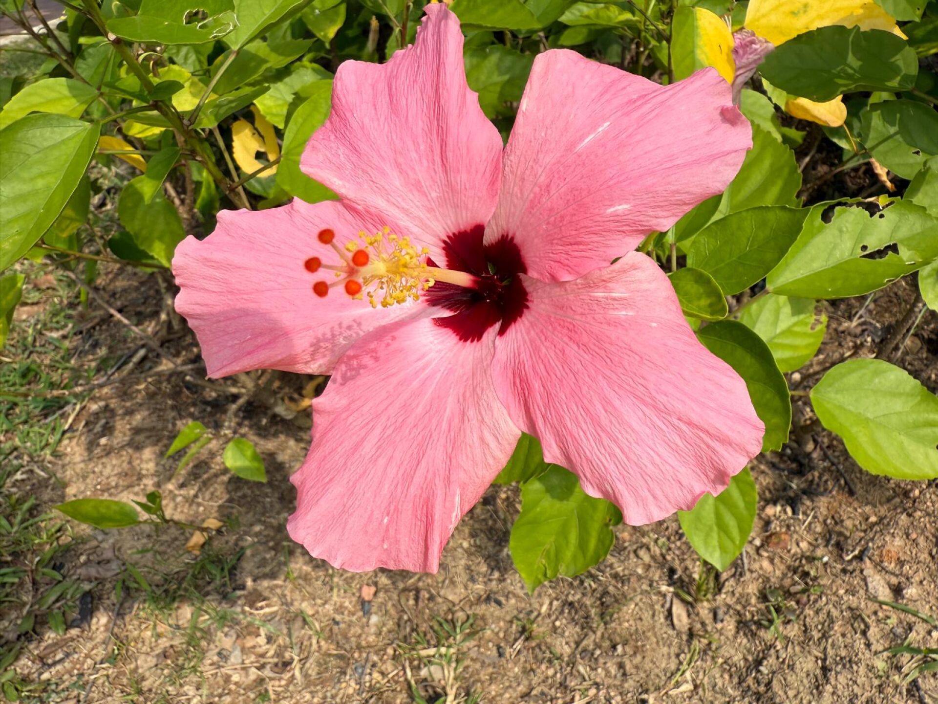 https://www.fa.gov.hk/朱槿(扶桑、大紅花)