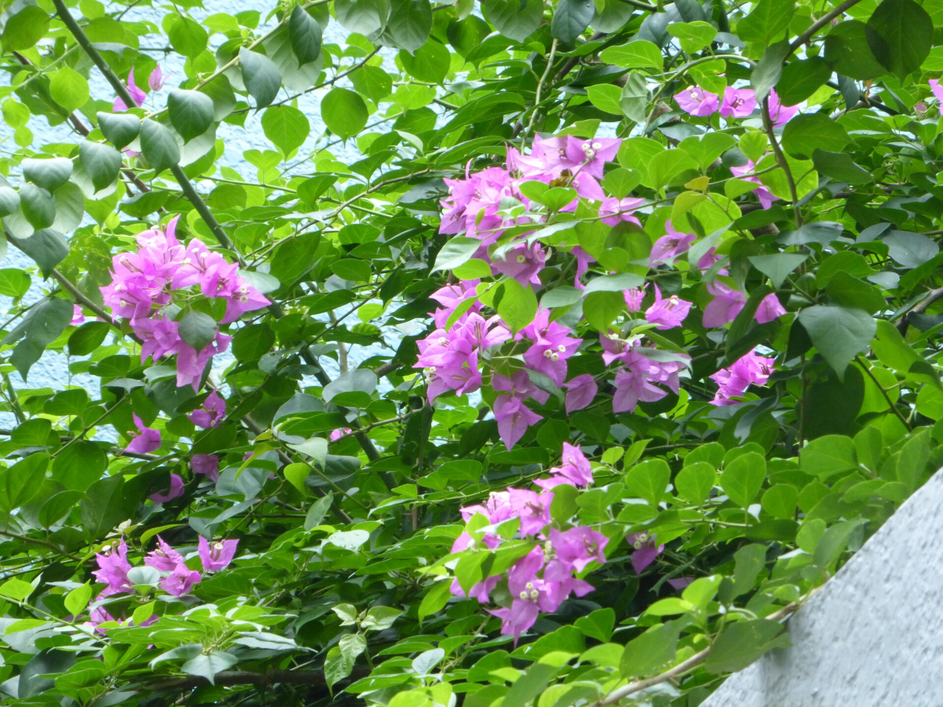 https://www.fa.gov.hk/葉子花 (簕杜鵑)