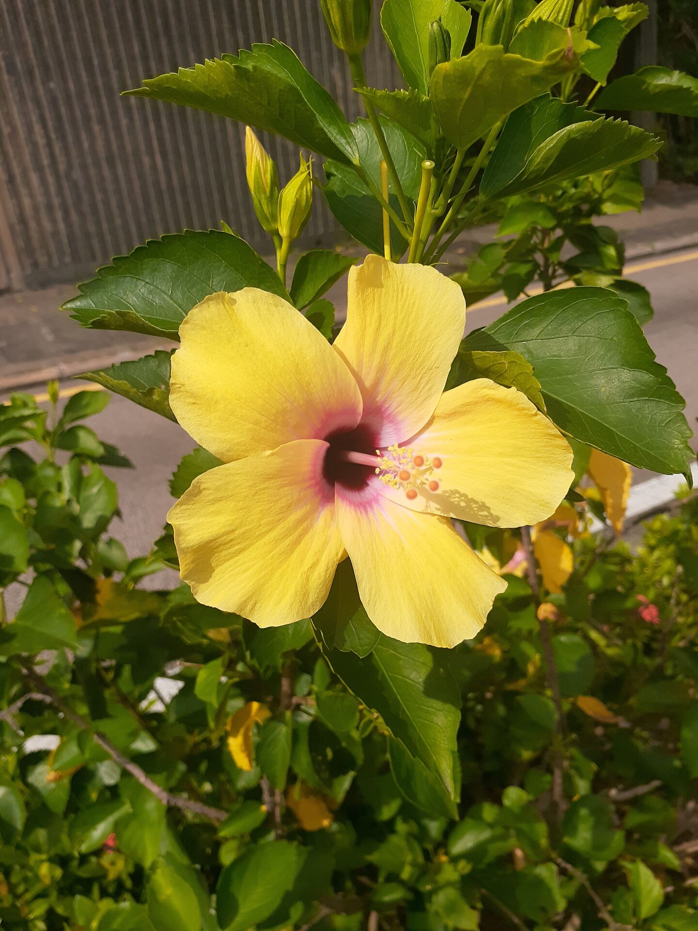 https://www.fa.gov.hk/朱槿(扶桑、大紅花)