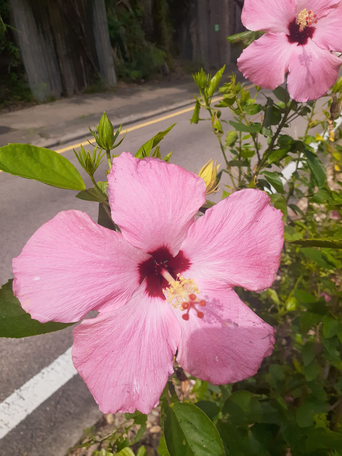 https://www.fa.gov.hk/朱槿(扶桑、大紅花)