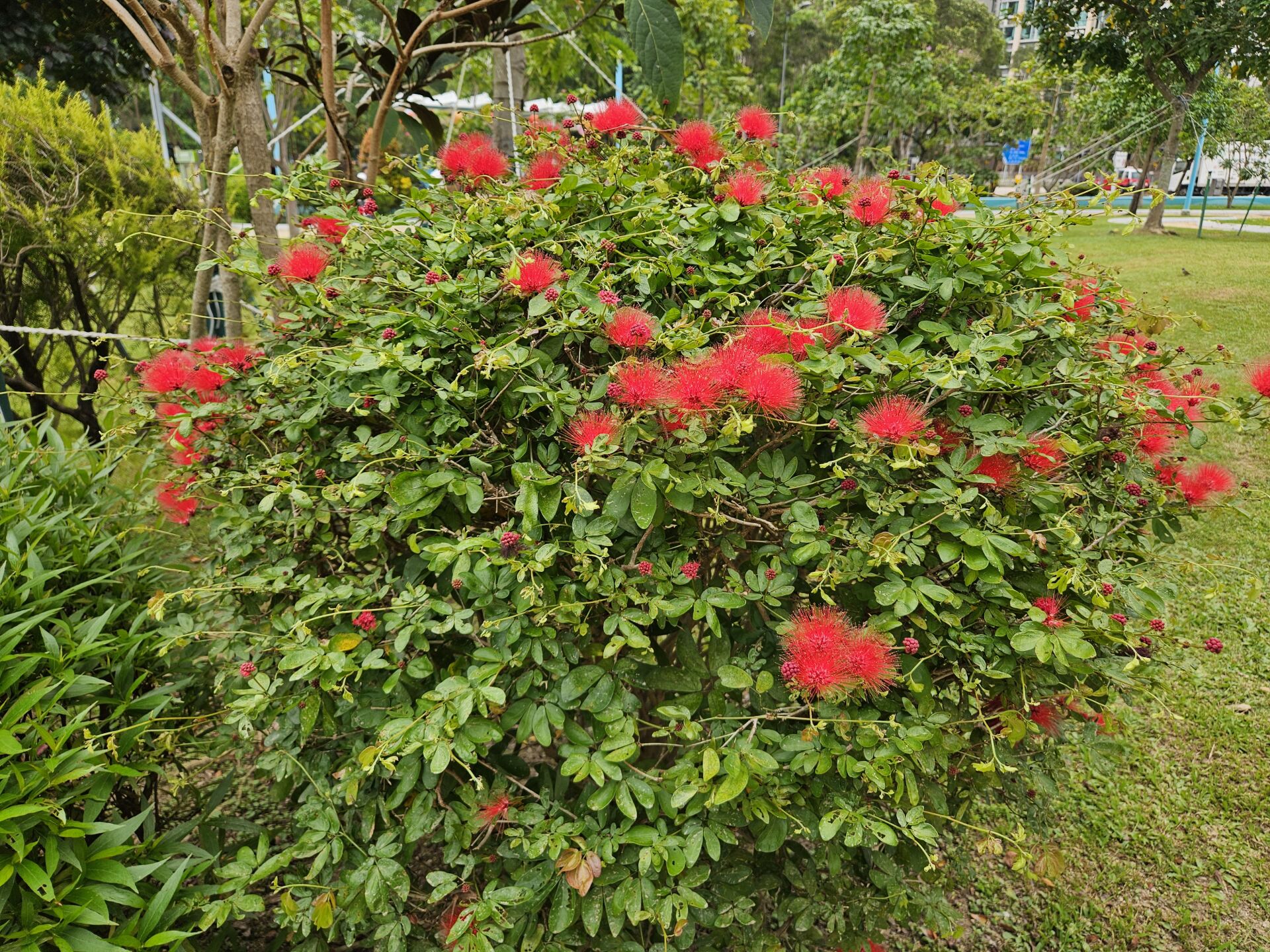 https://www.fa.gov.hk/紅粉撲花
