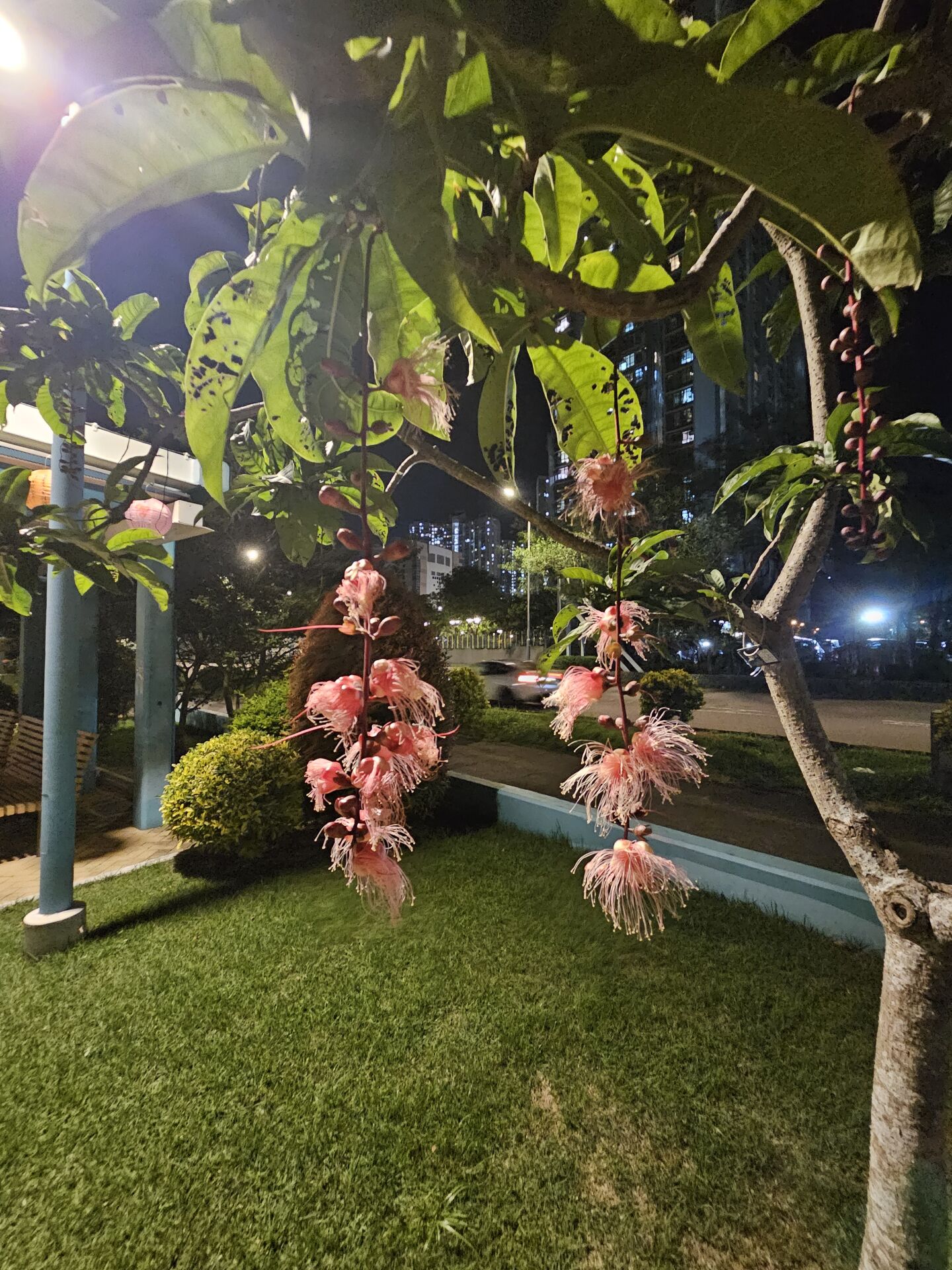 https://www.fa.gov.hk/穗花棋盤腳