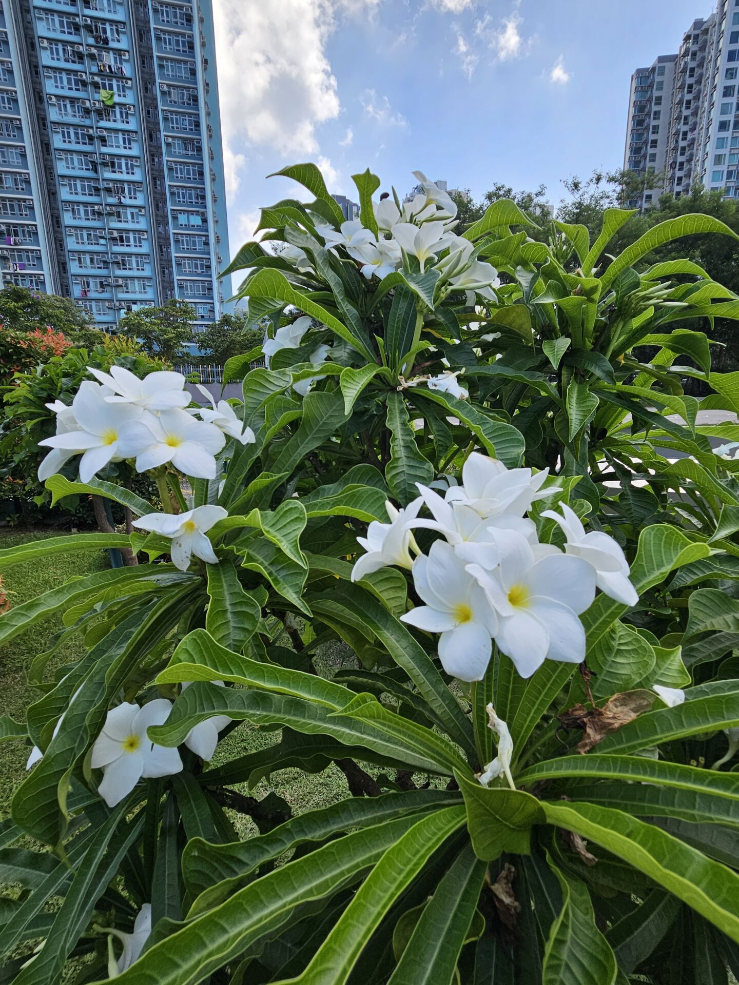 https://www.fa.gov.hk/戟葉雞蛋花