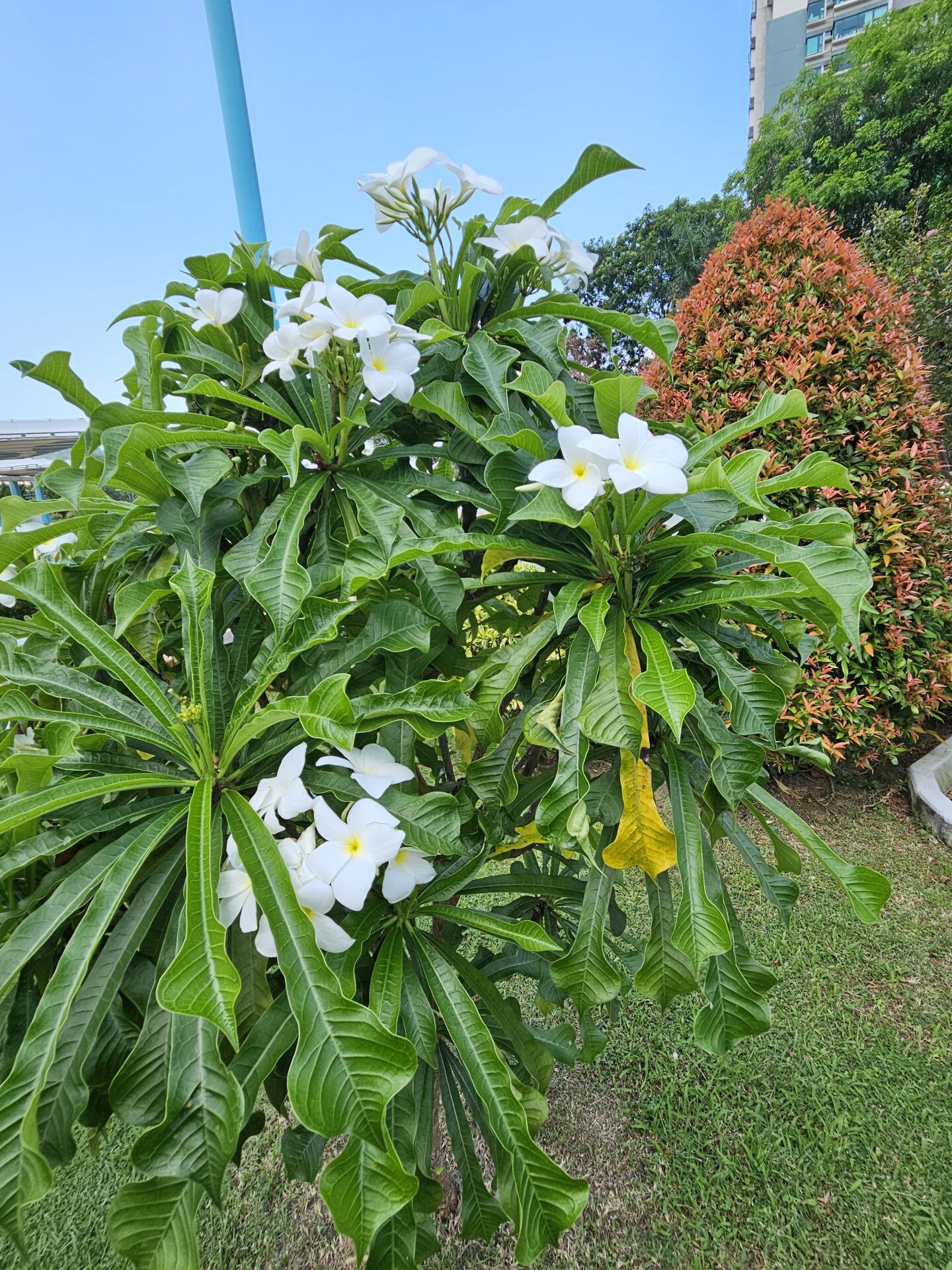 https://www.fa.gov.hk/戟葉雞蛋花