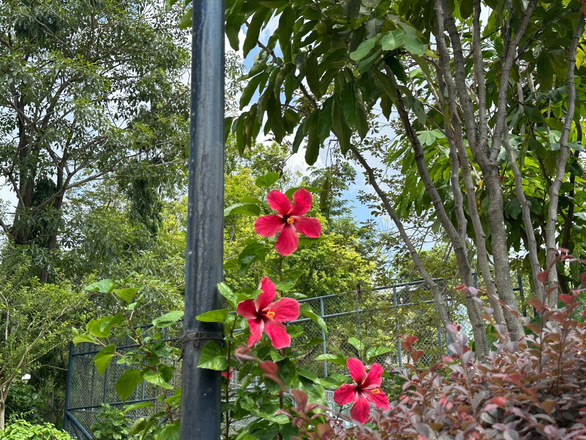 https://www.fa.gov.hk/朱槿(扶桑、大紅花)
