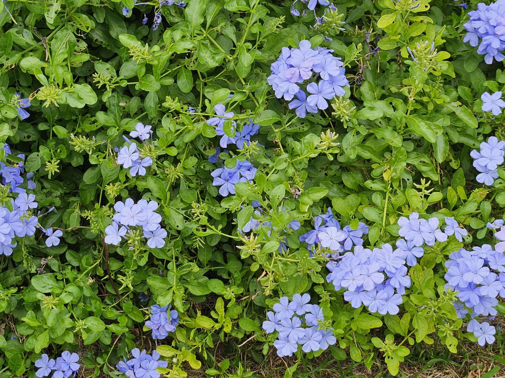 https://www.fa.gov.hk/藍雪花