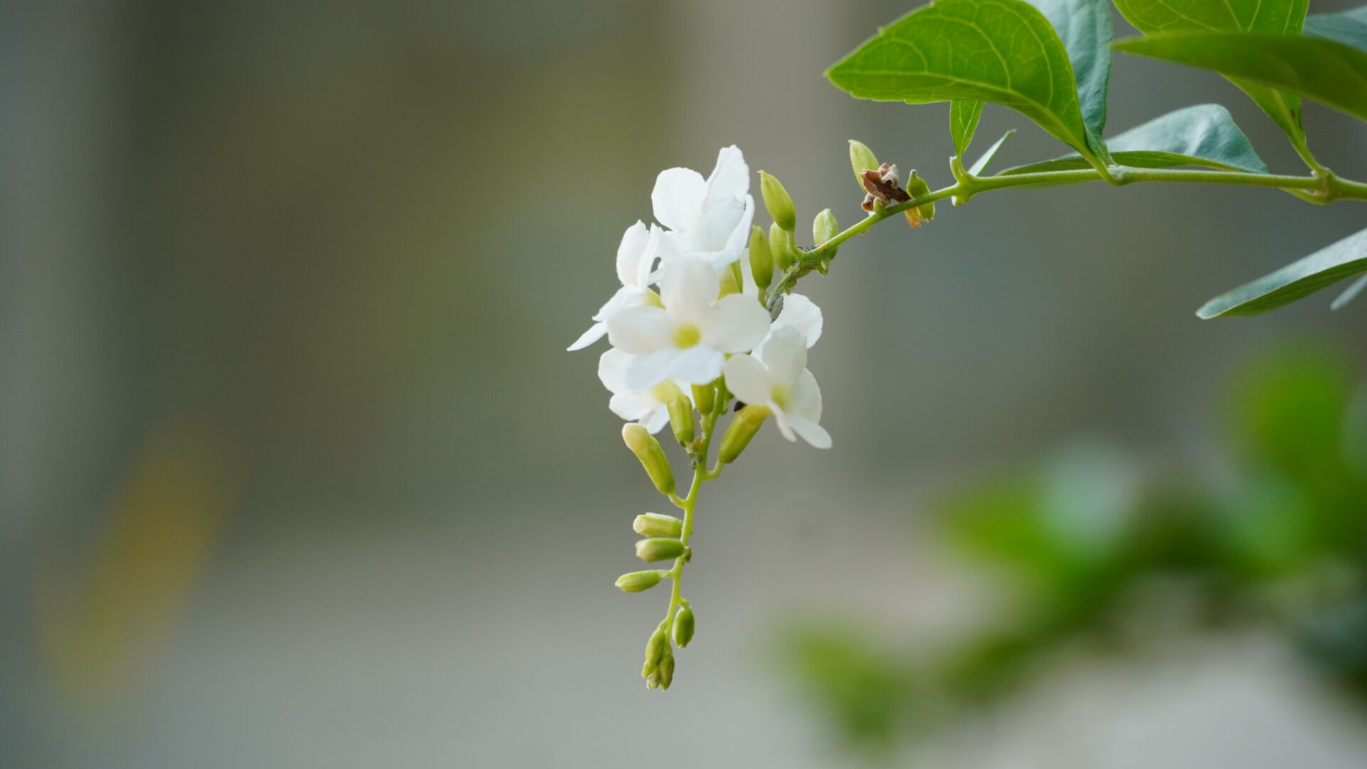 https://www.fa.gov.hk/白花金露花