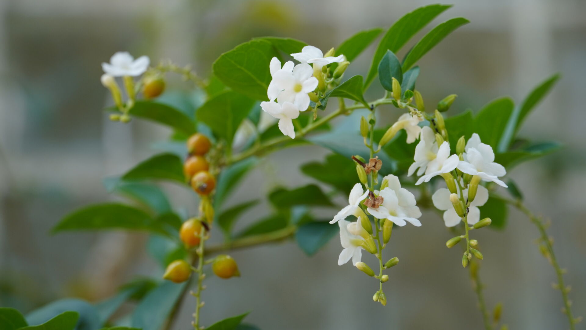 https://www.fa.gov.hk/白花金露花