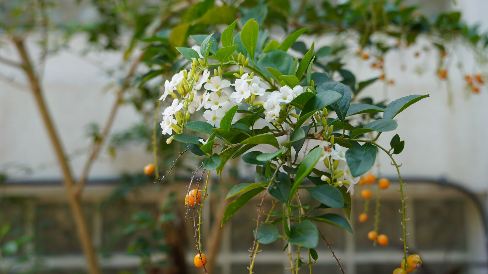 https://www.fa.gov.hk/白花金露花