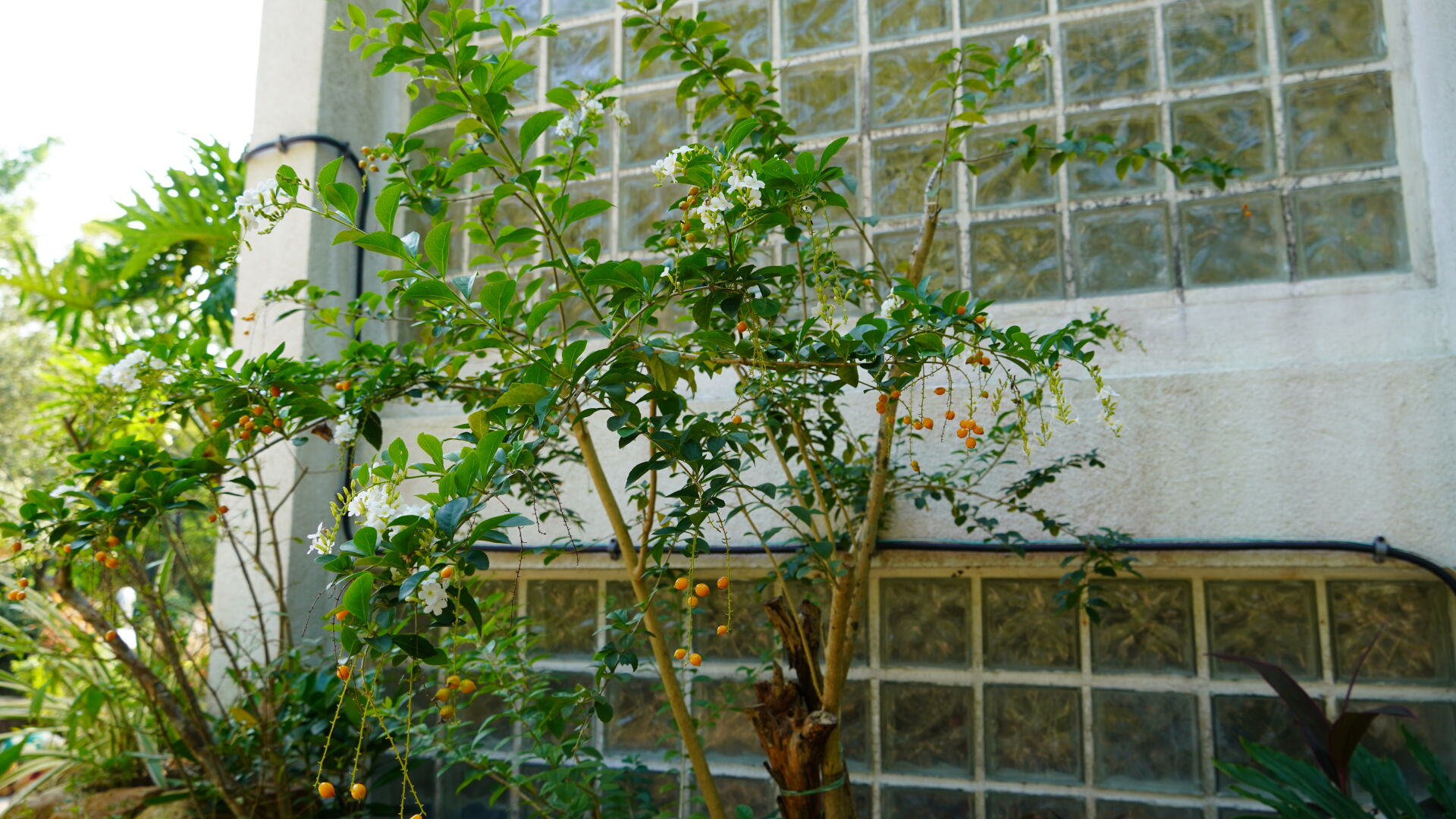 https://www.fa.gov.hk/白花金露花