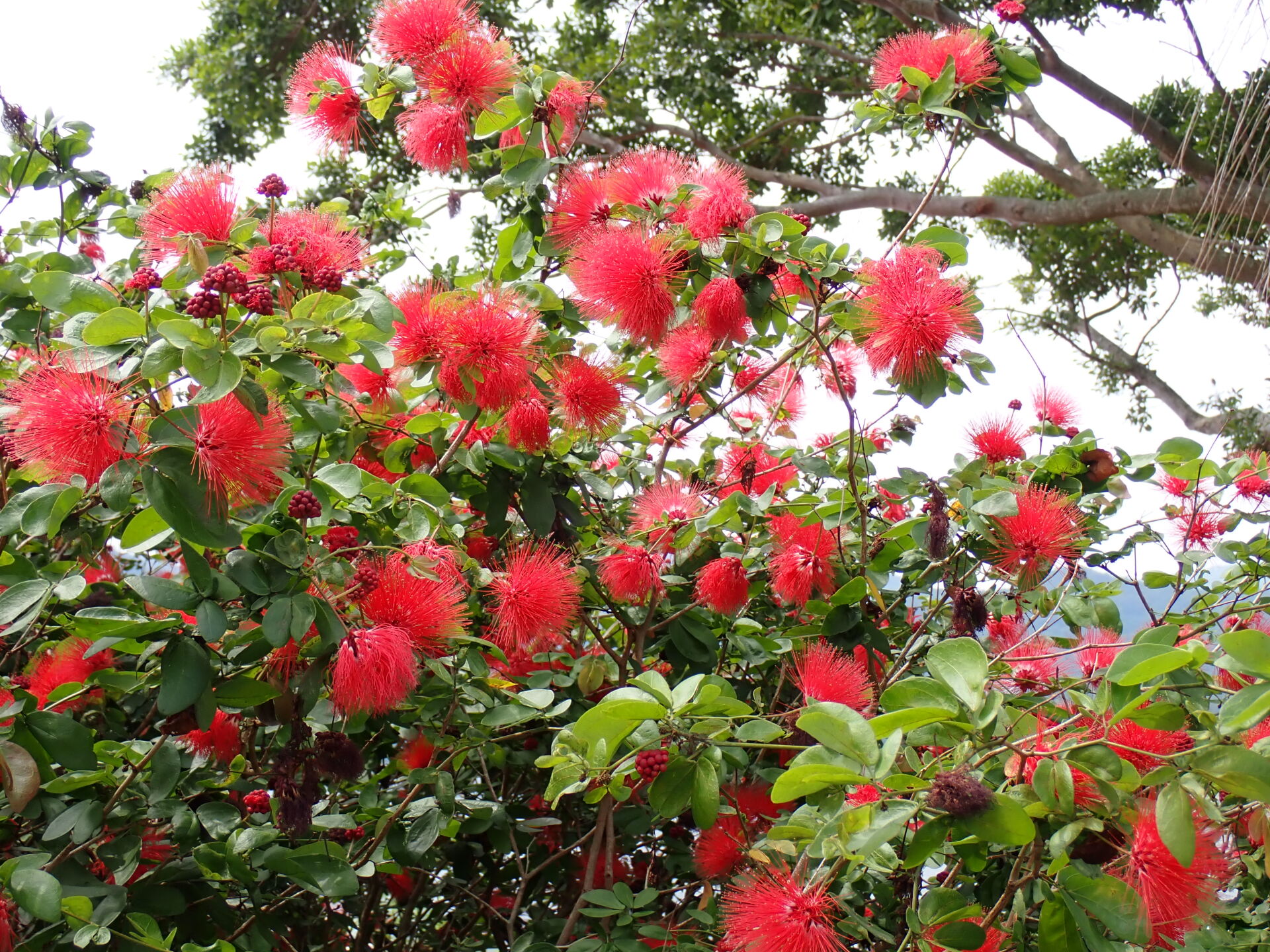 https://www.fa.gov.hk/朱纓花（紅絨球）