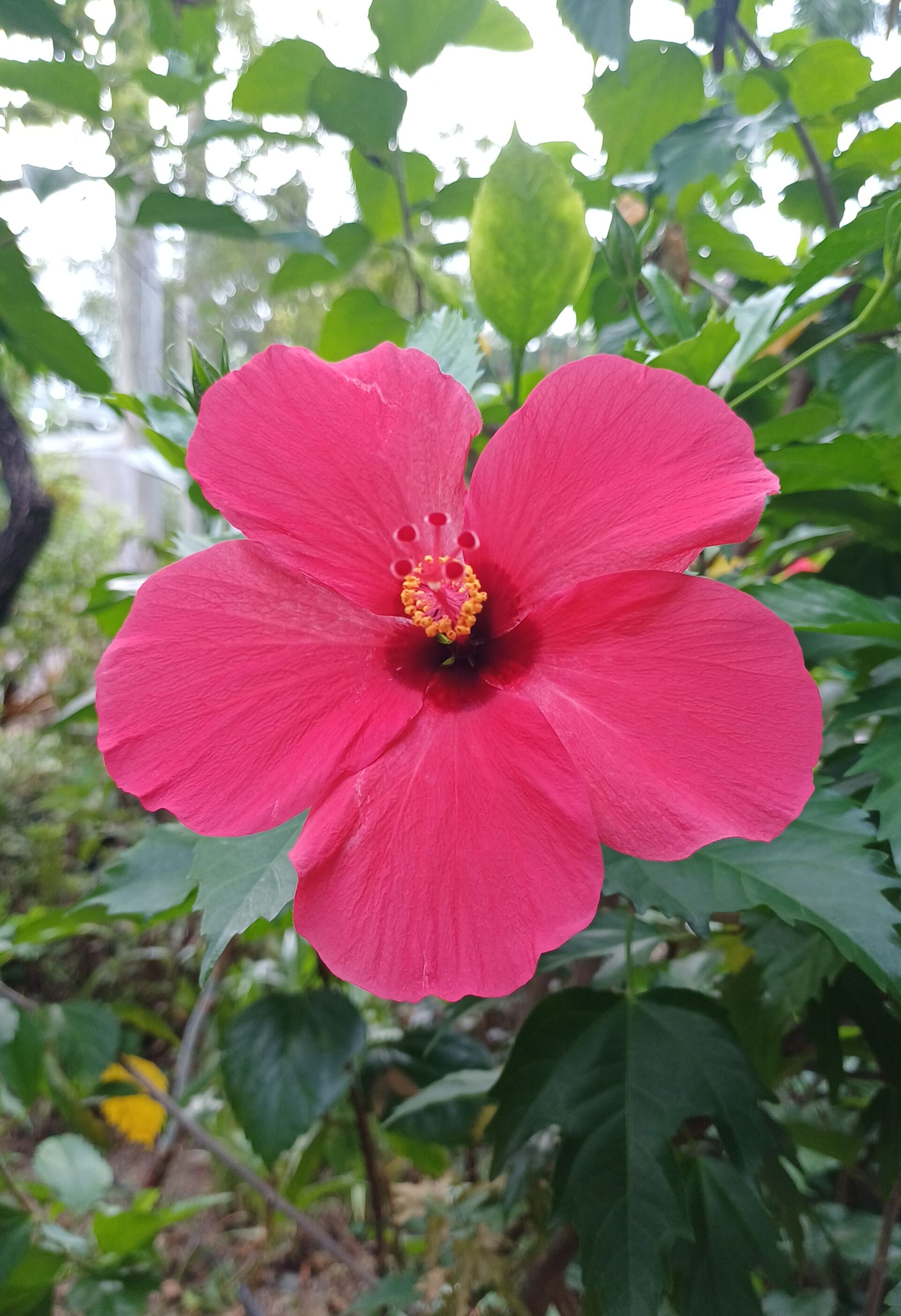 https://www.fa.gov.hk/朱槿(扶桑、大紅花)