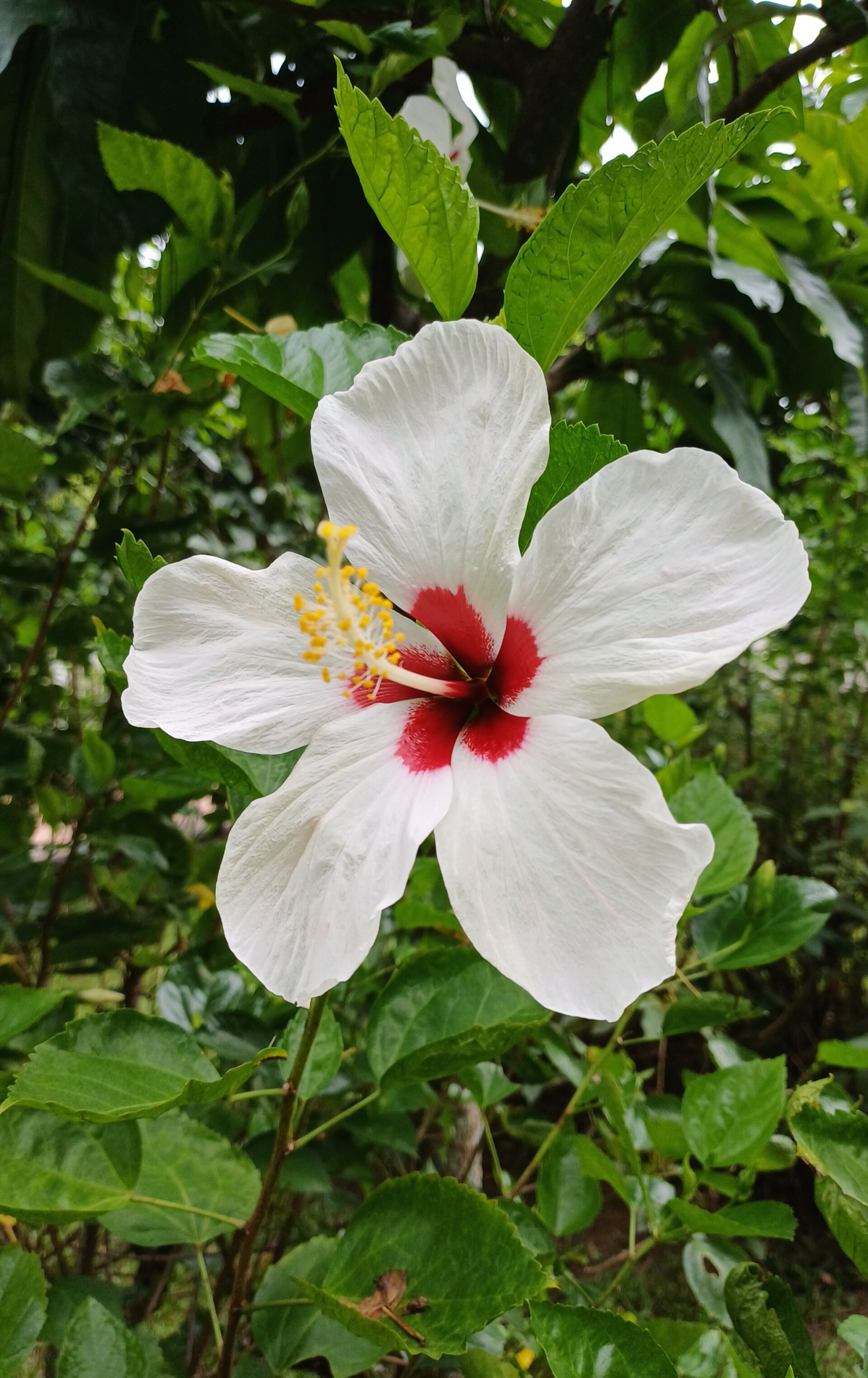 https://www.fa.gov.hk/朱槿(扶桑、大紅花)