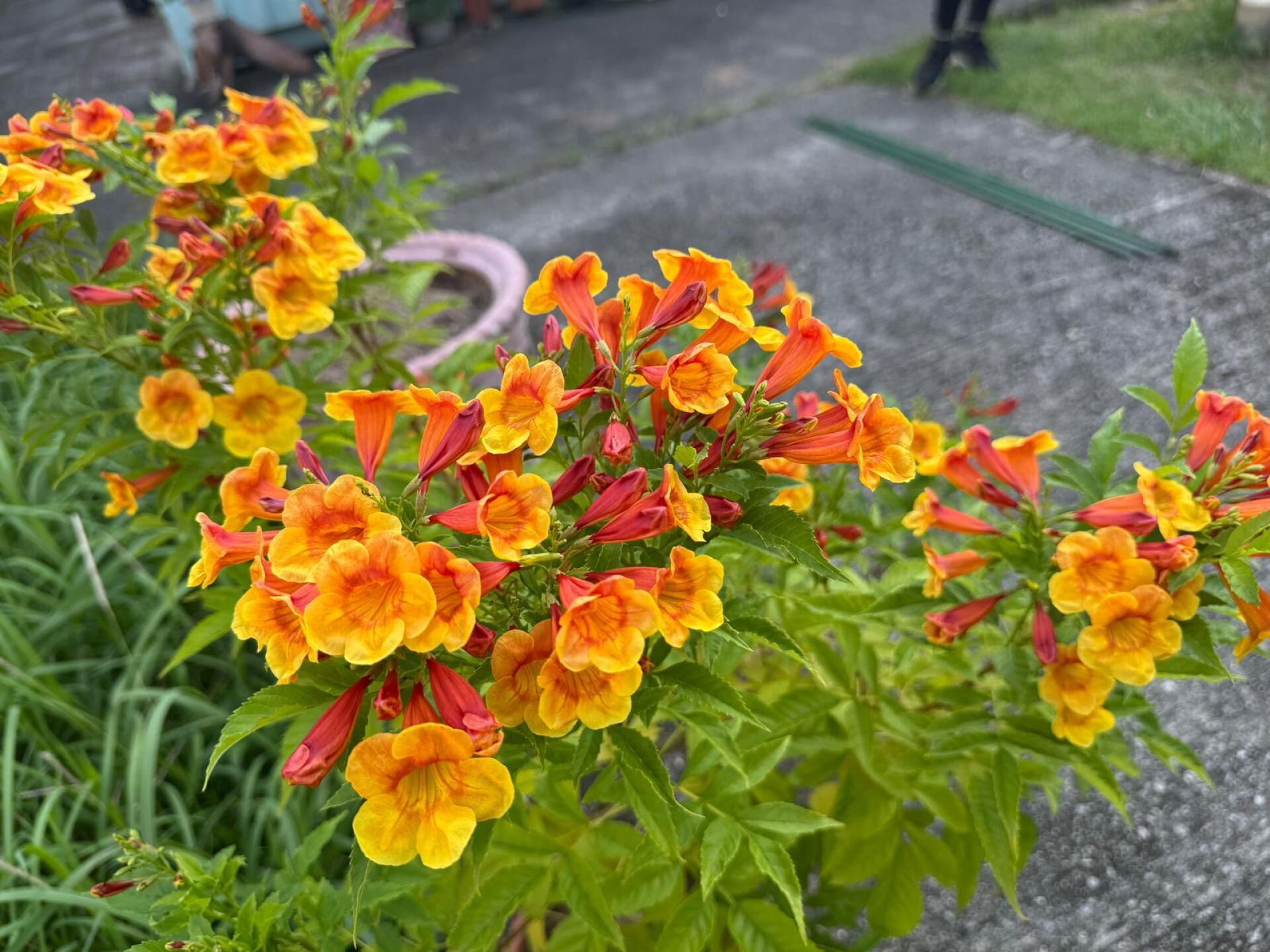 https://www.fa.gov.hk/橙鐘花