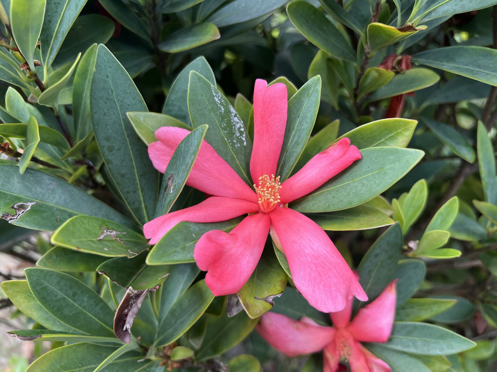 https://www.fa.gov.hk/杜鵑紅山荼