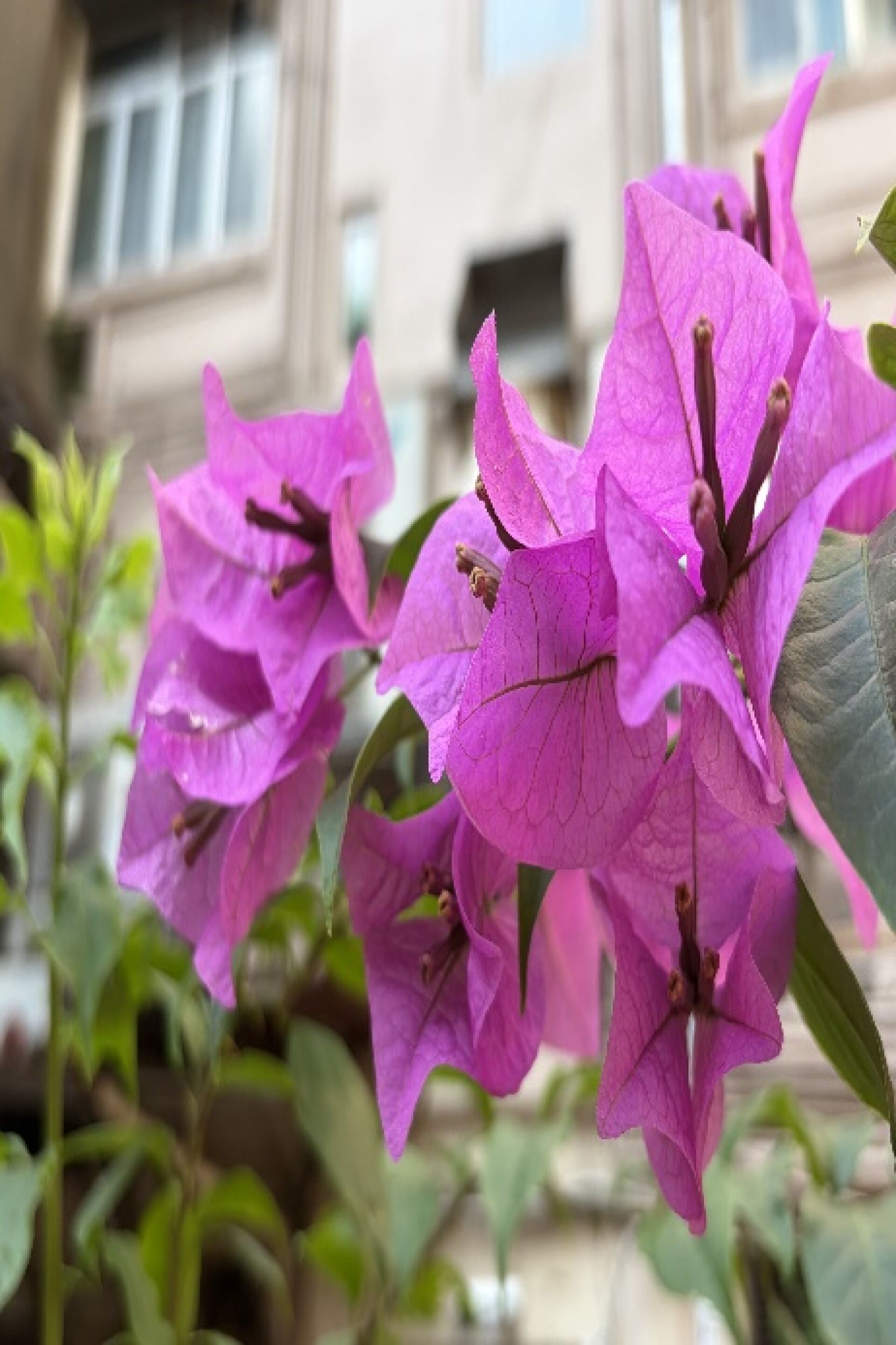 https://www.fa.gov.hk/葉子花 (簕杜鵑)