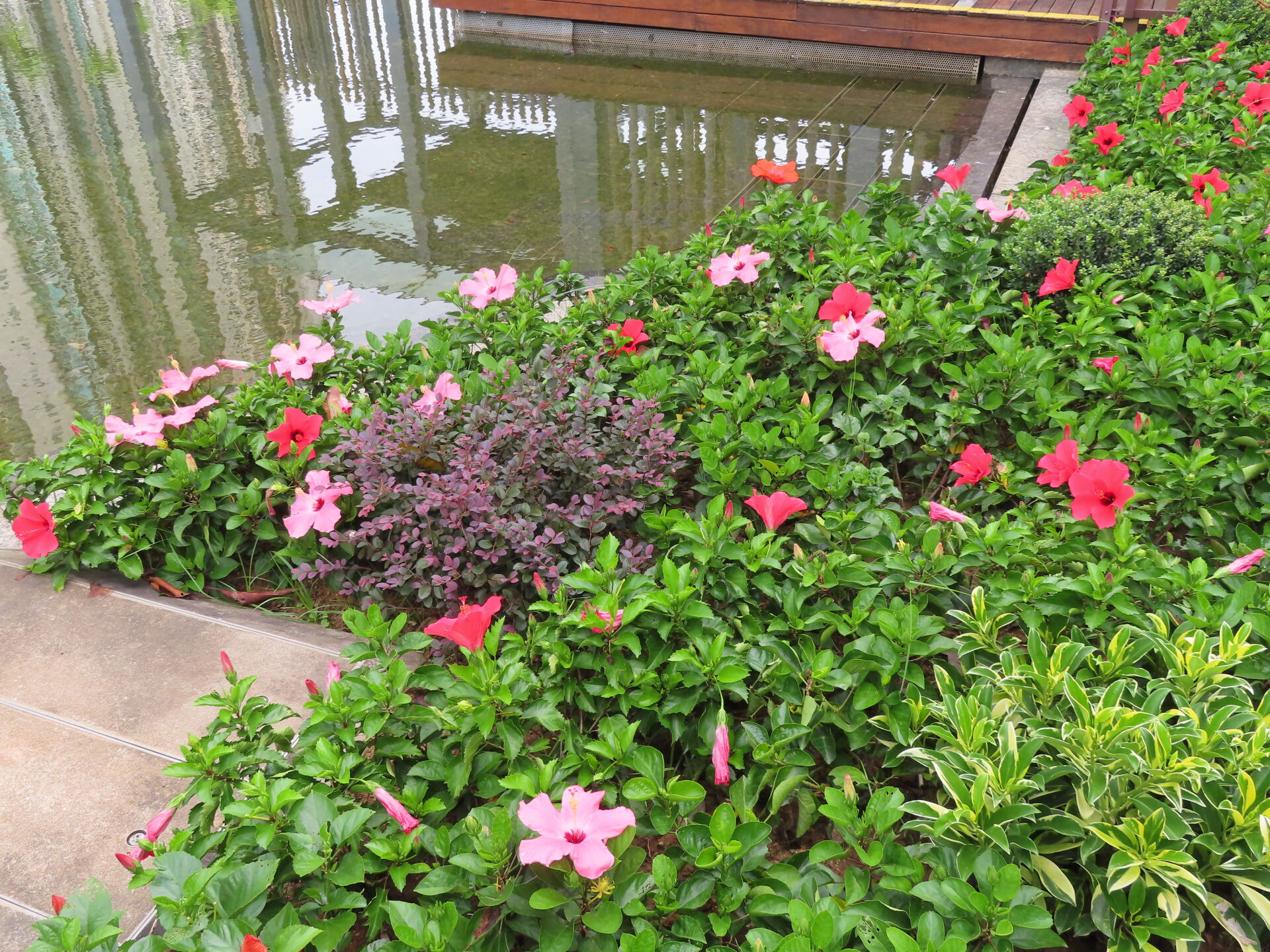 https://www.fa.gov.hk/朱槿(扶桑、大紅花)