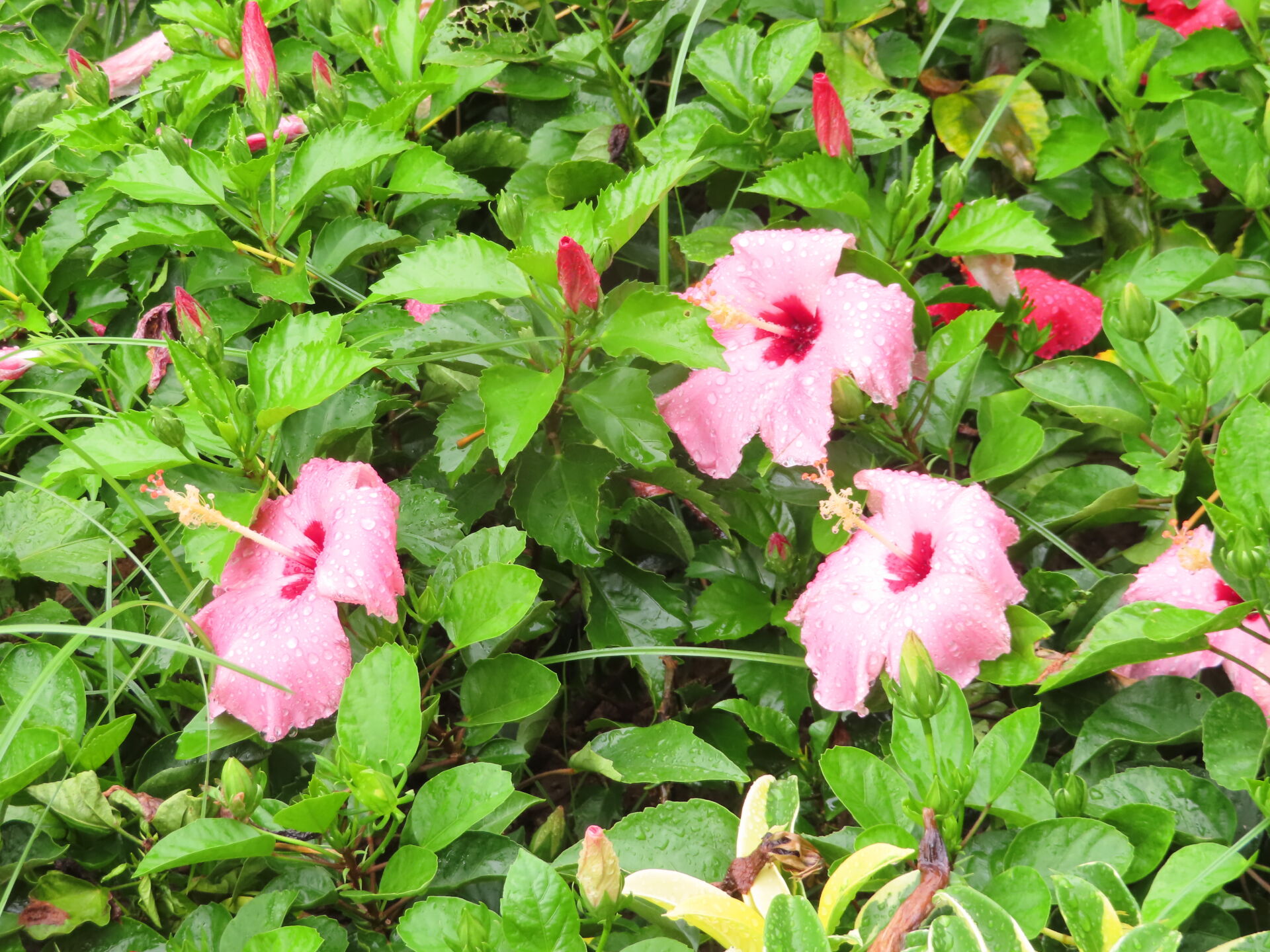 https://www.fa.gov.hk/朱槿(扶桑、大紅花)