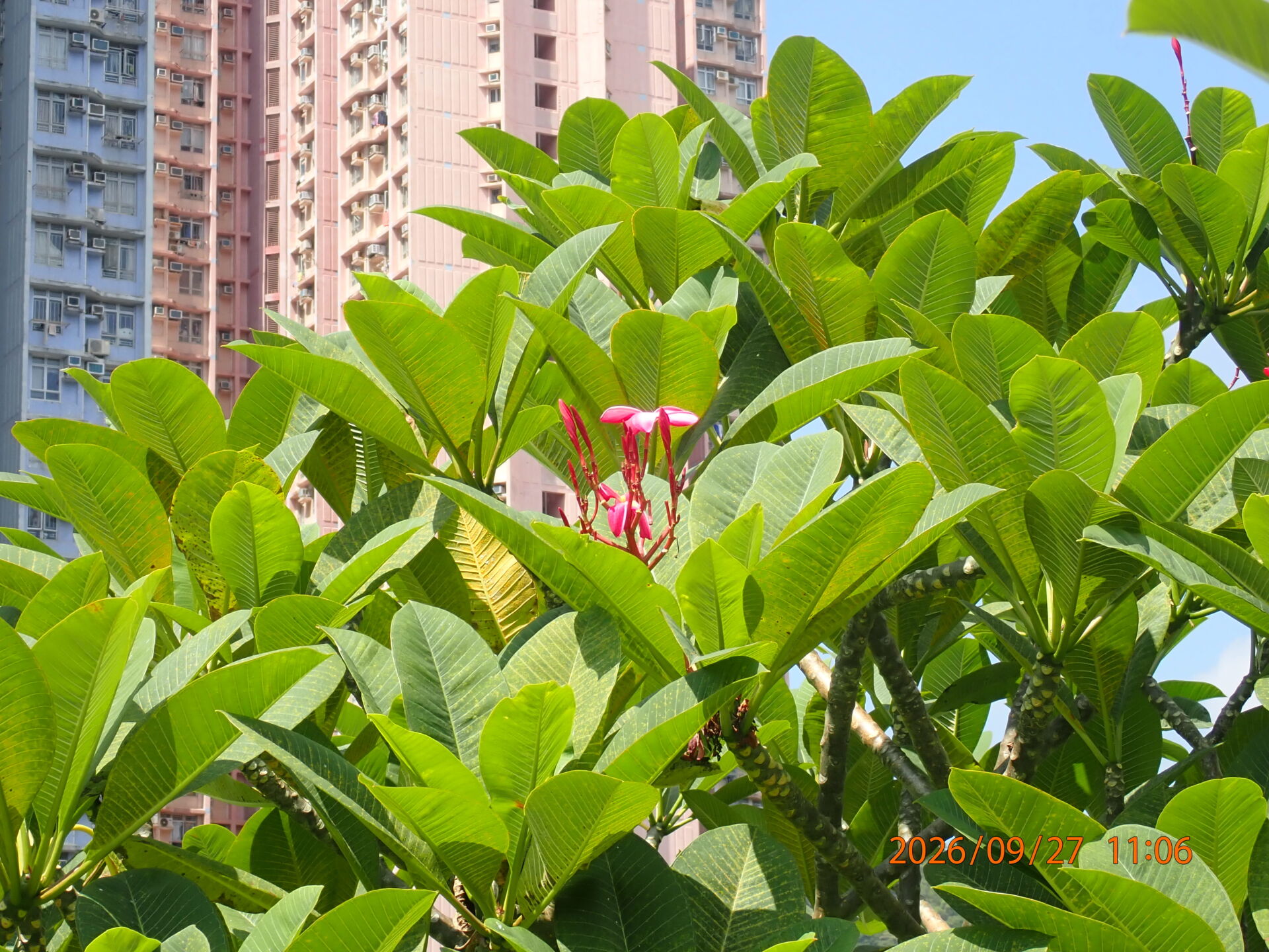 https://www.fa.gov.hk/紅雞蛋花