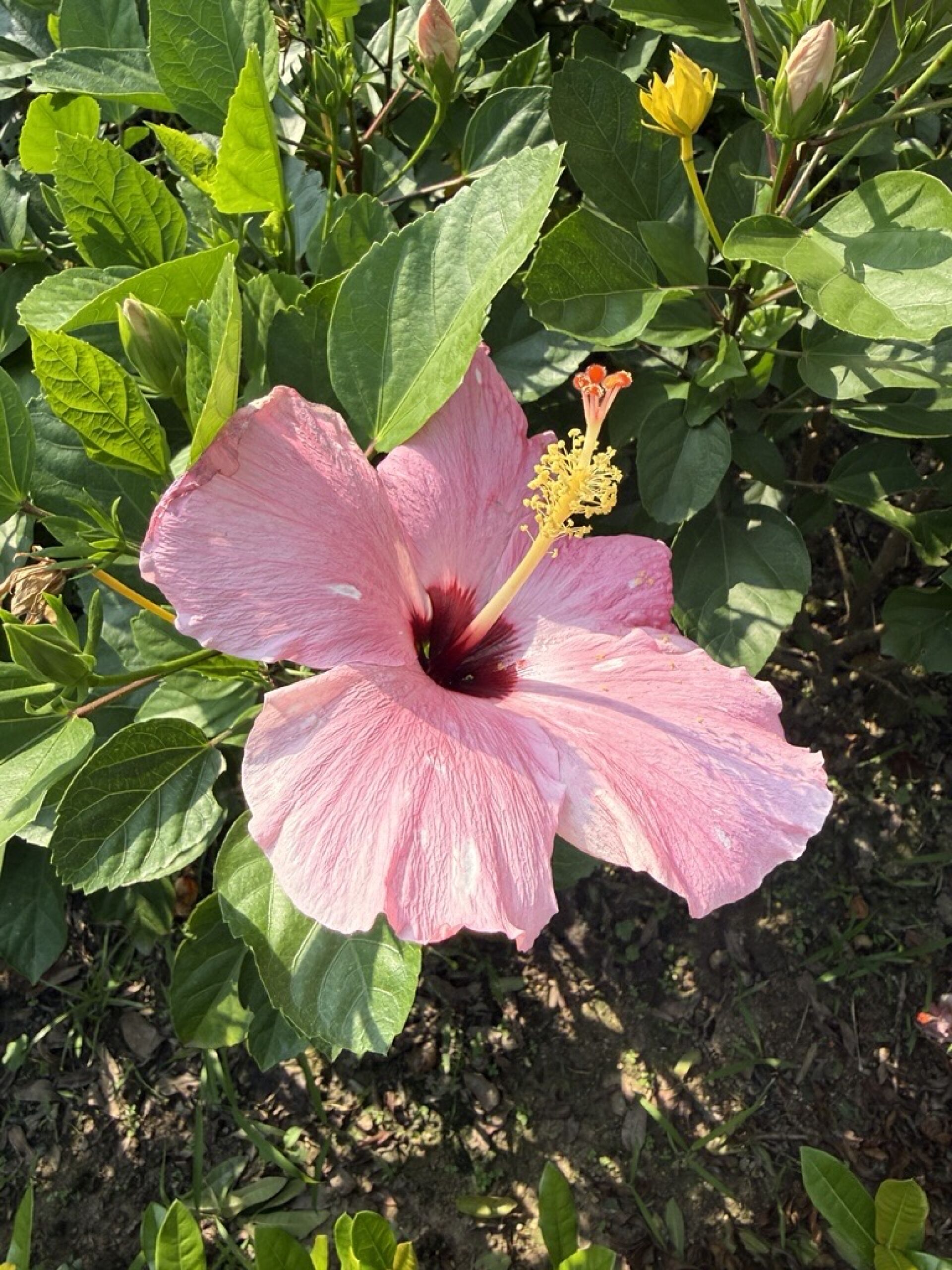 https://www.fa.gov.hk/朱槿(扶桑、大紅花)
