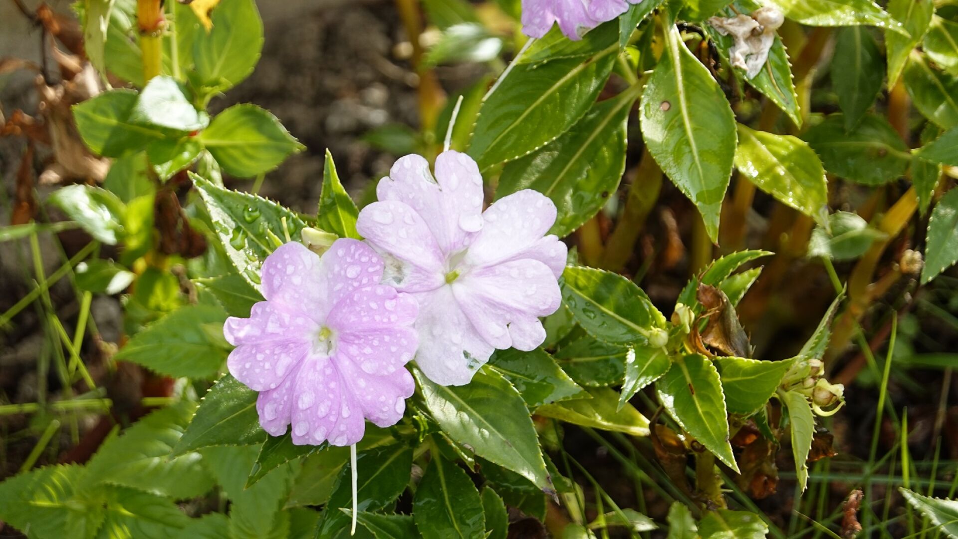 https://www.fa.gov.hk/鳳仙花