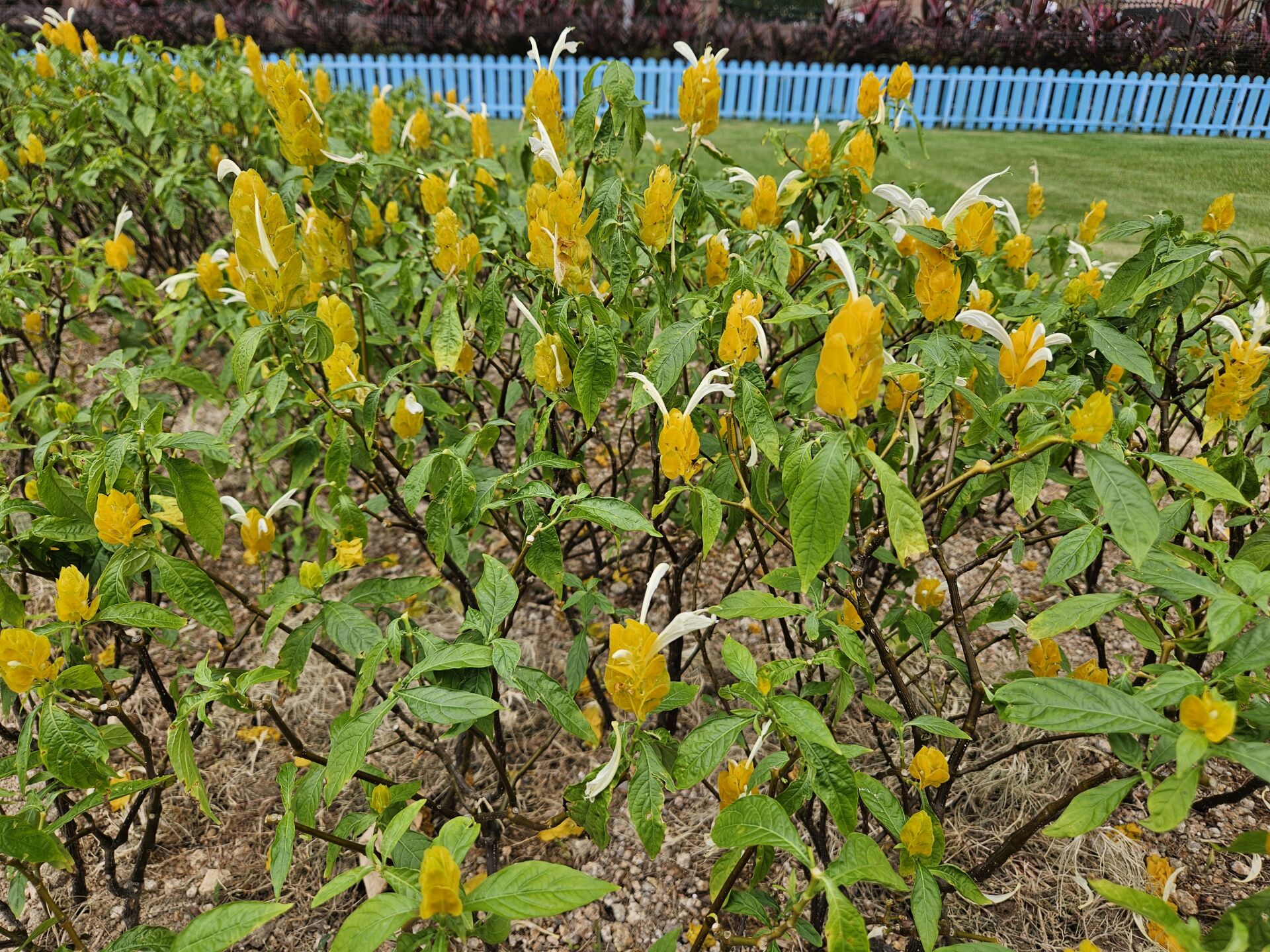 https://www.fa.gov.hk/金苞花(黃鴨咀花)