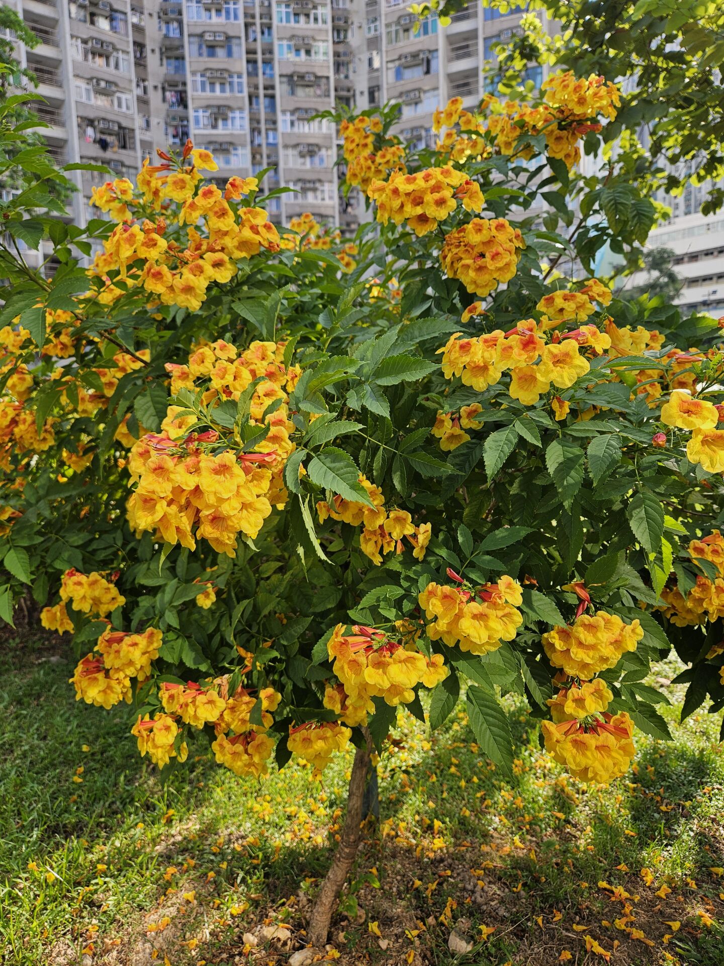 https://www.fa.gov.hk/橙鐘花