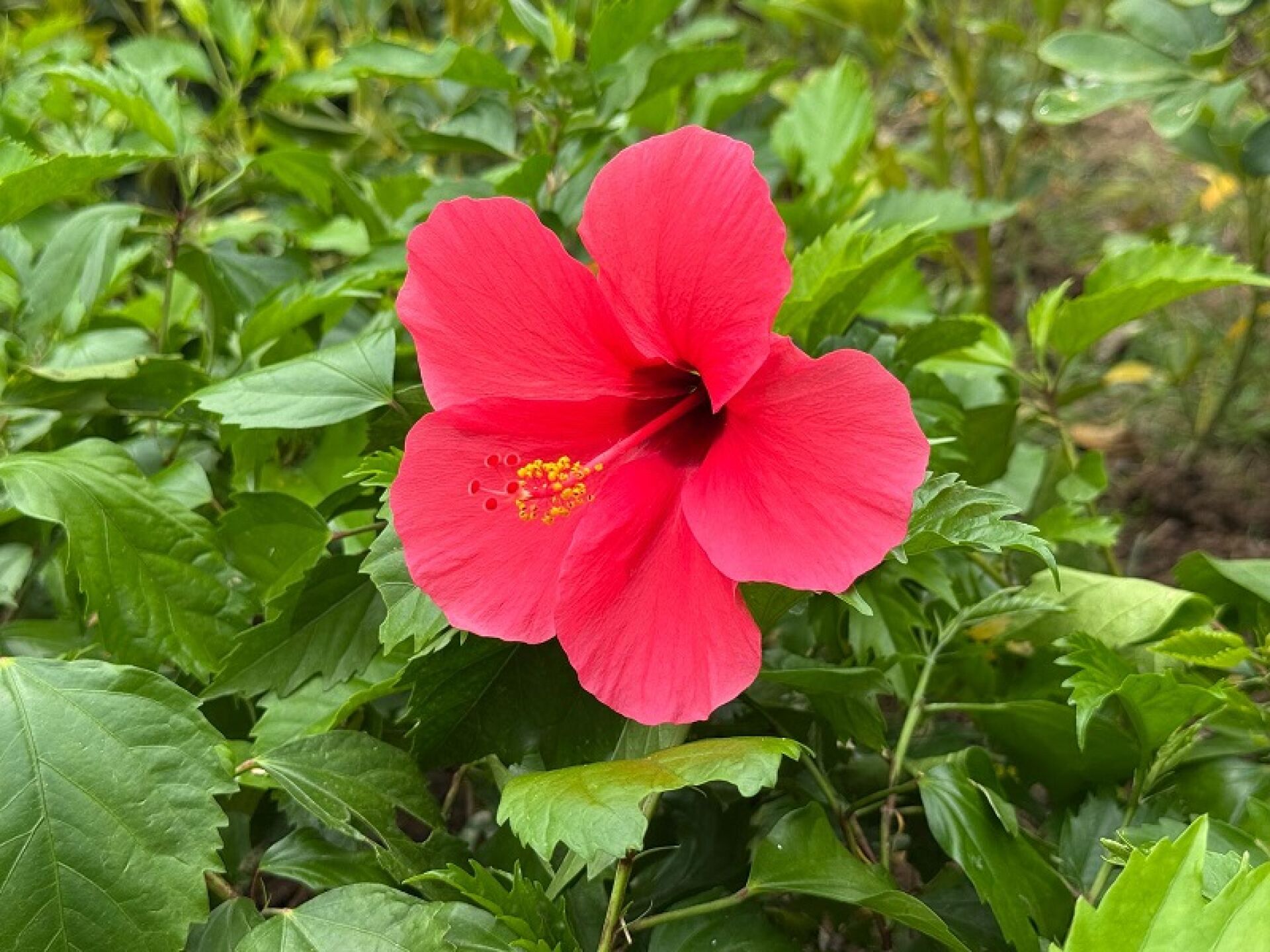 https://www.fa.gov.hk/大紅花