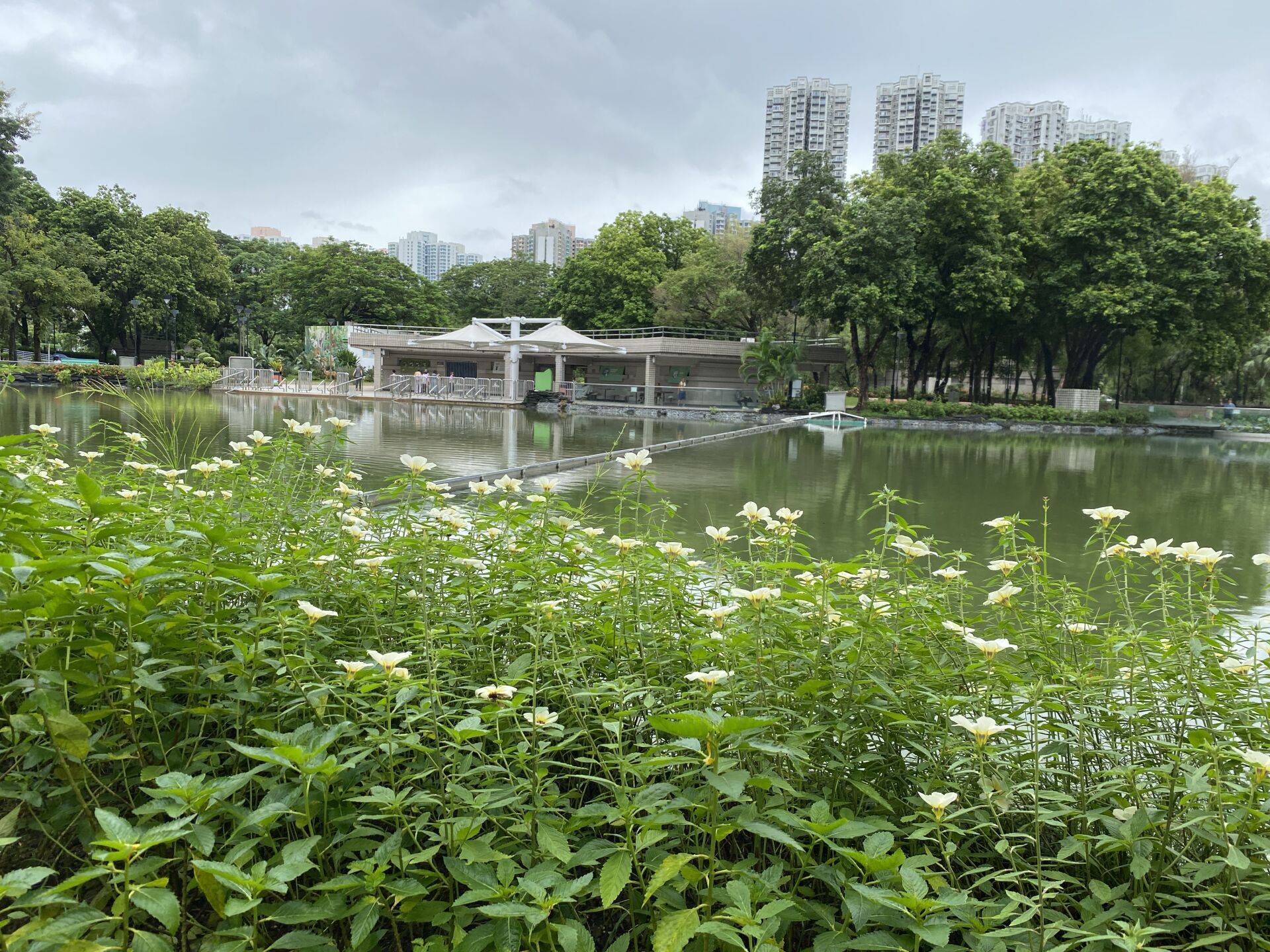 https://www.fa.gov.hk/白時鐘花