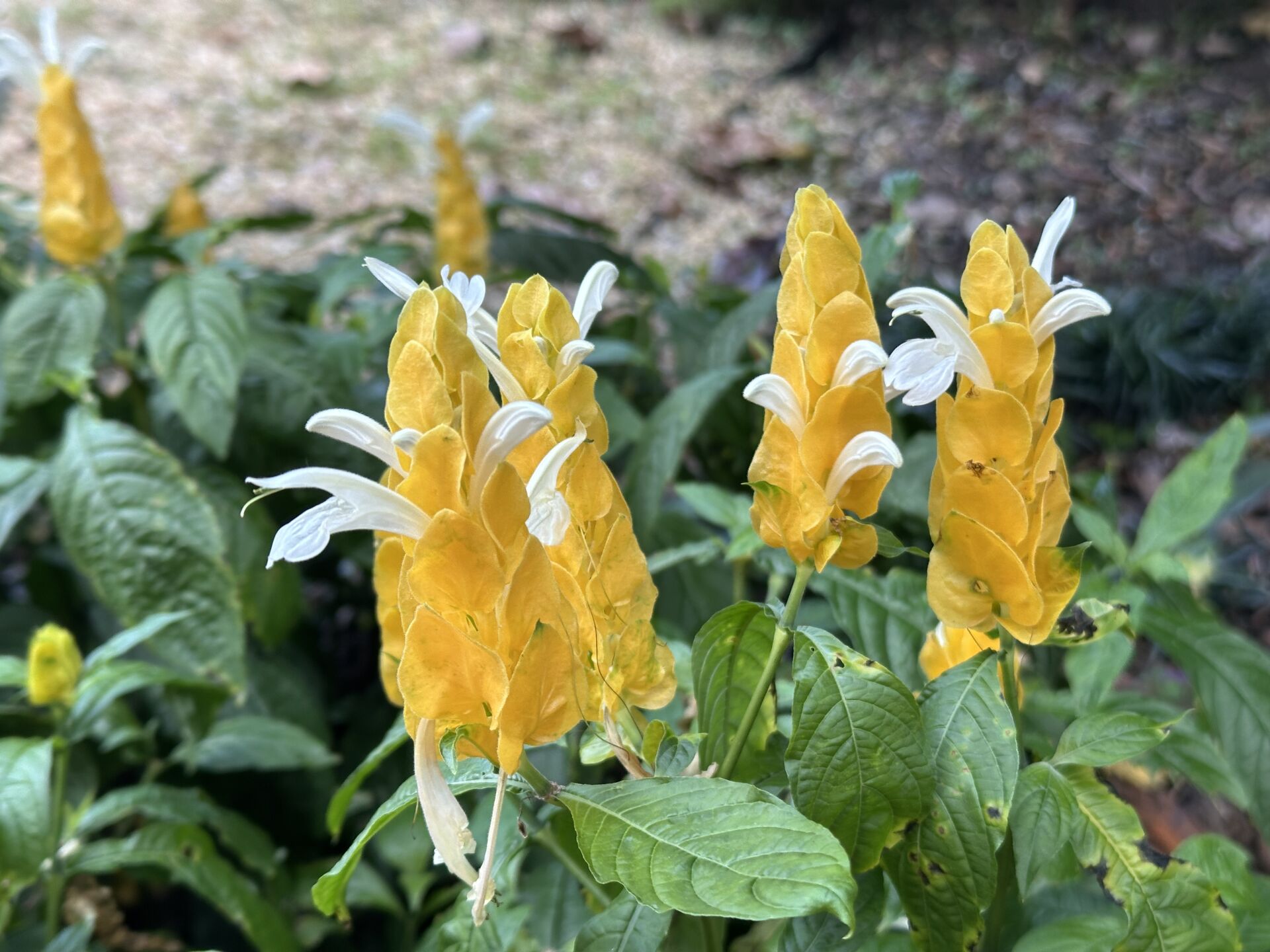 https://www.fa.gov.hk/金苞花(黃鴨咀花)