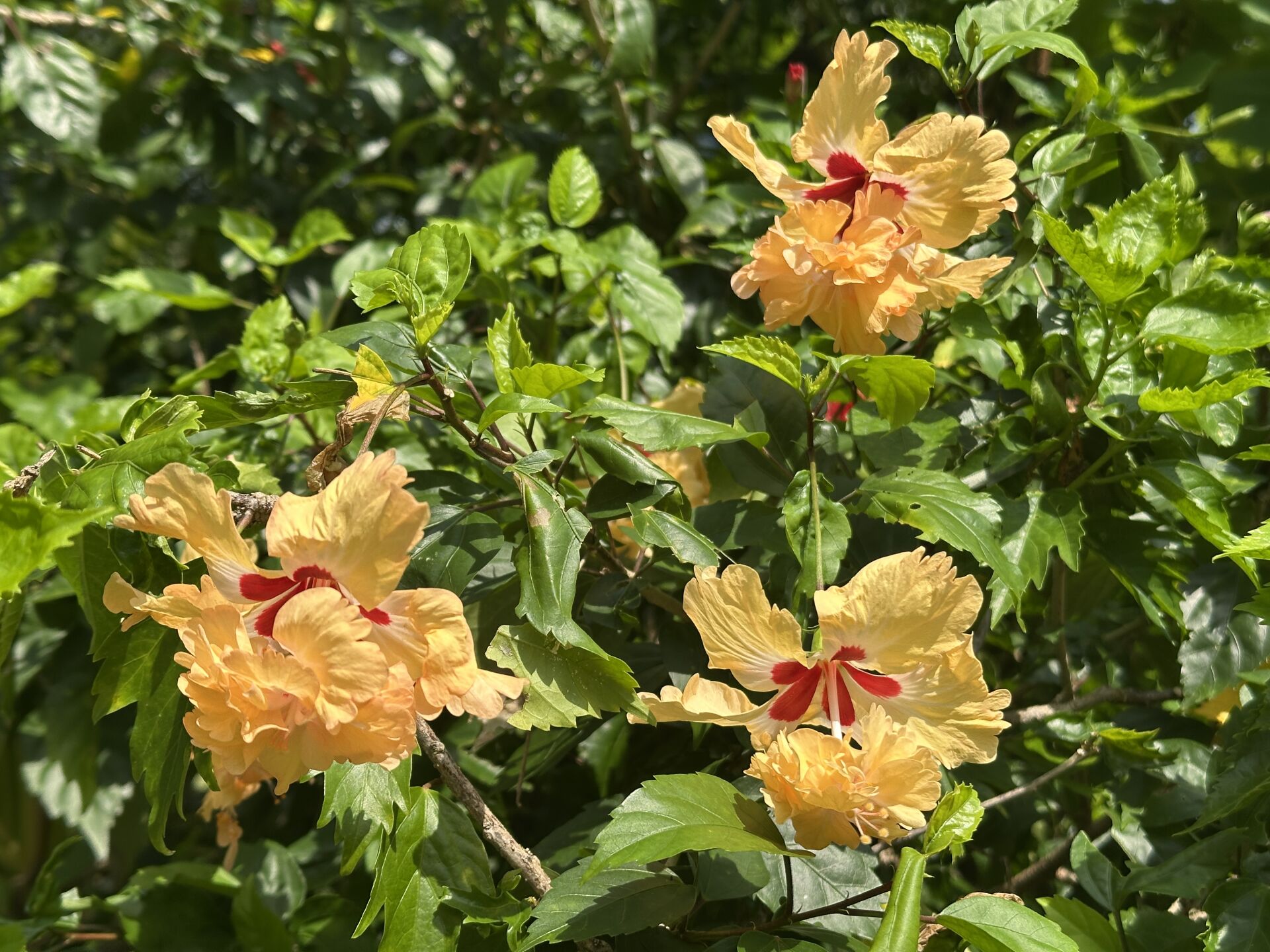 https://www.fa.gov.hk/朱槿(扶桑、大紅花)