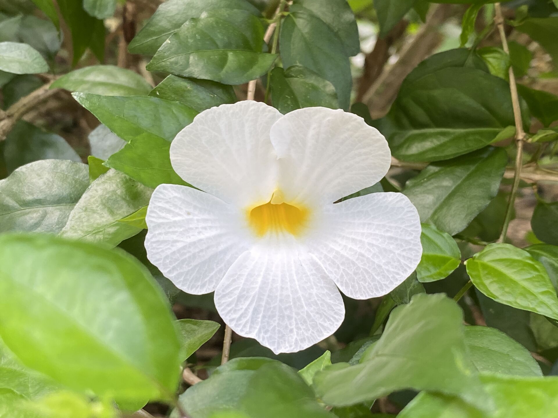 https://www.fa.gov.hk/白花老鴉嘴
