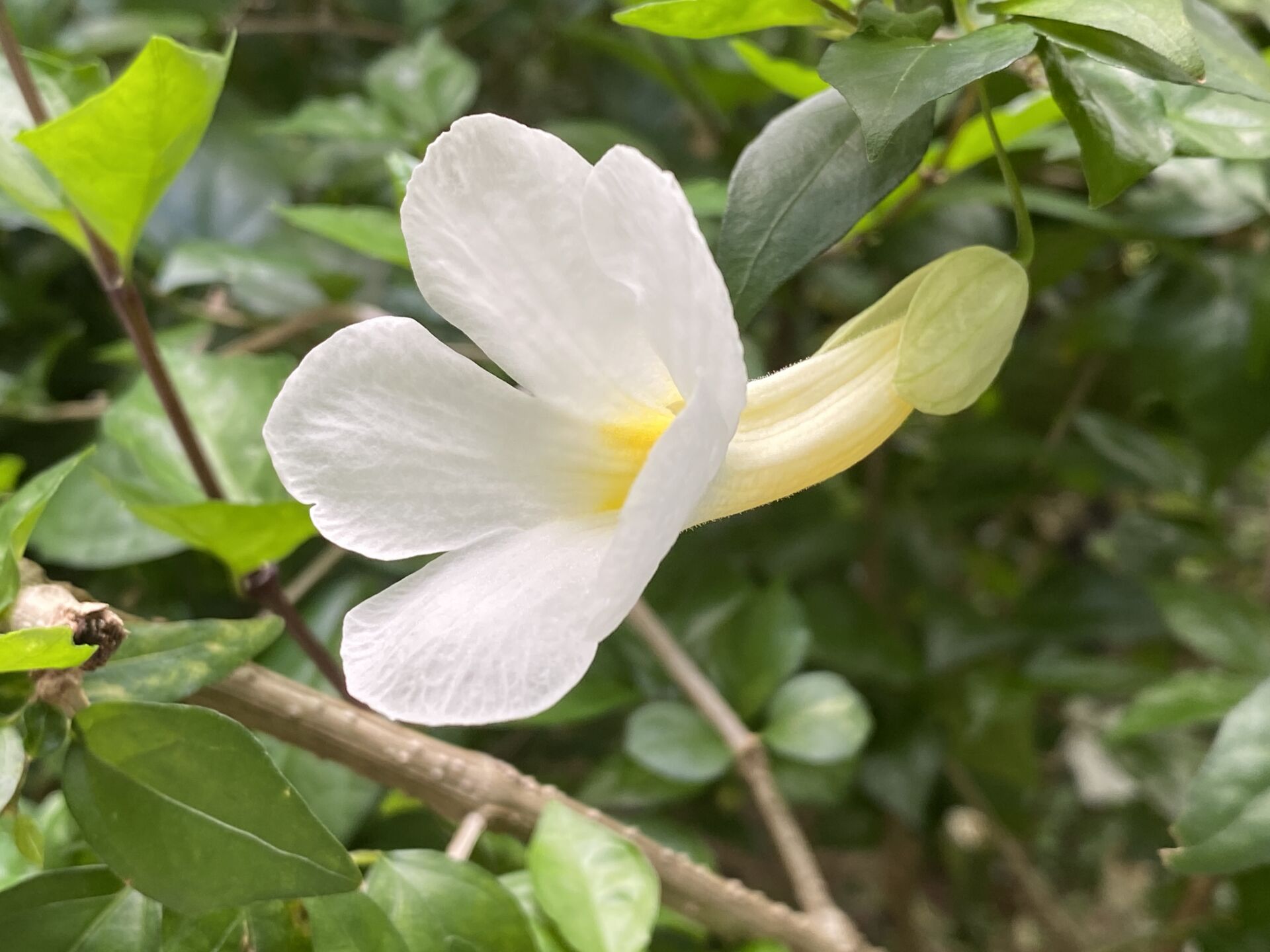 https://www.fa.gov.hk/白花老鴉嘴