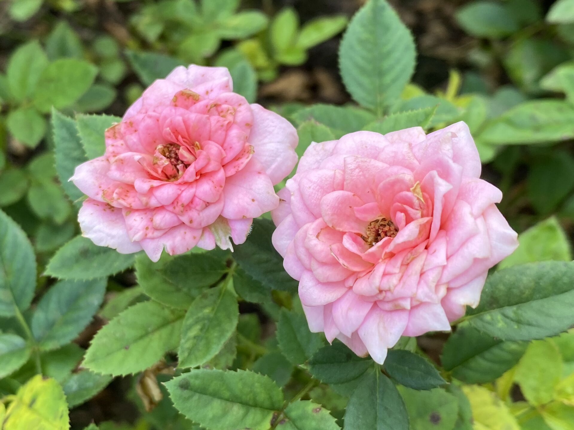 https://www.fa.gov.hk/月季花