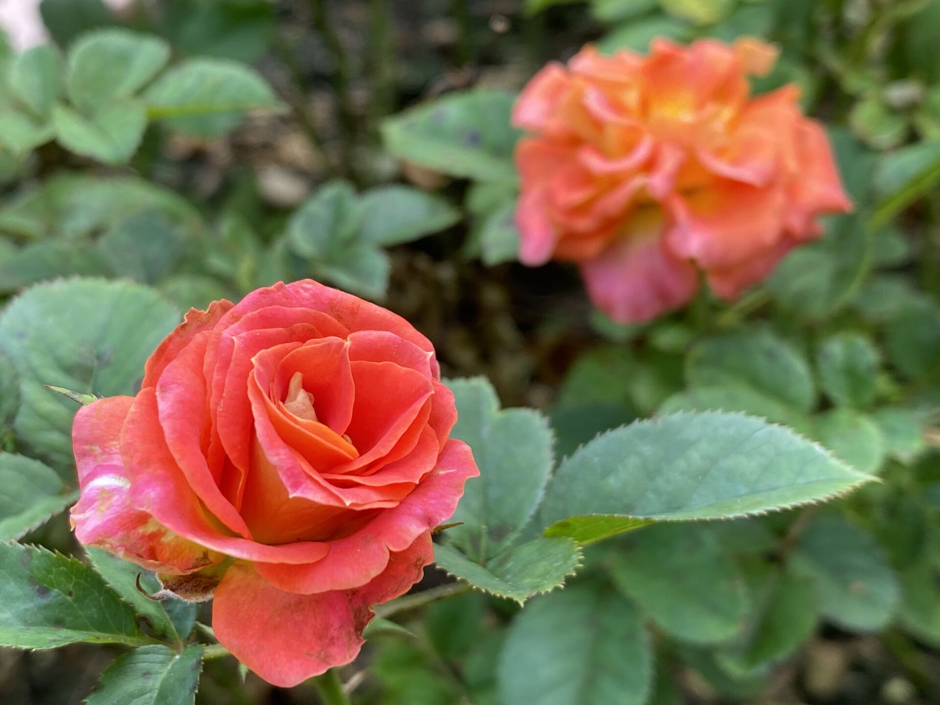 https://www.fa.gov.hk/月季花