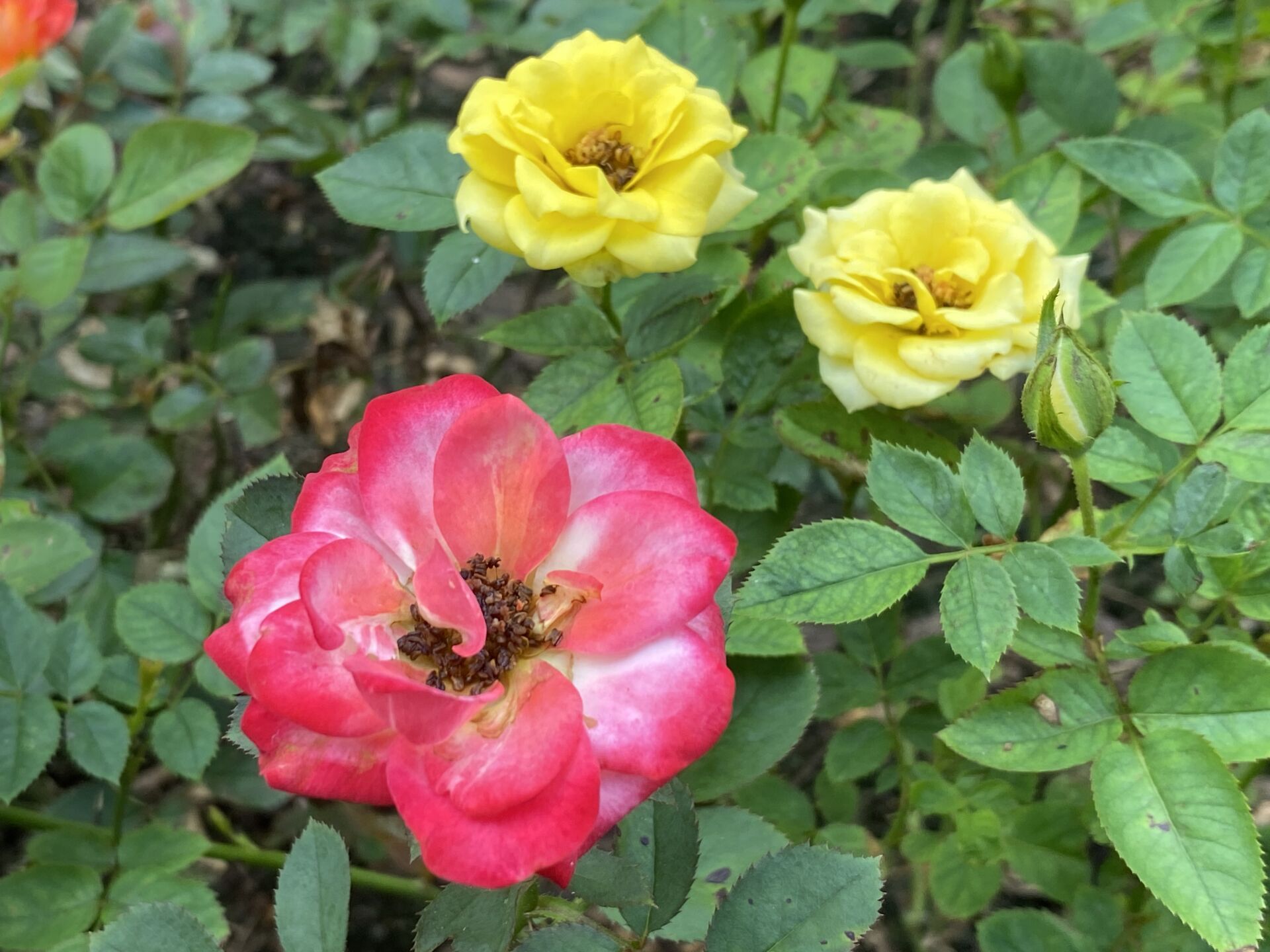https://www.fa.gov.hk/月季花