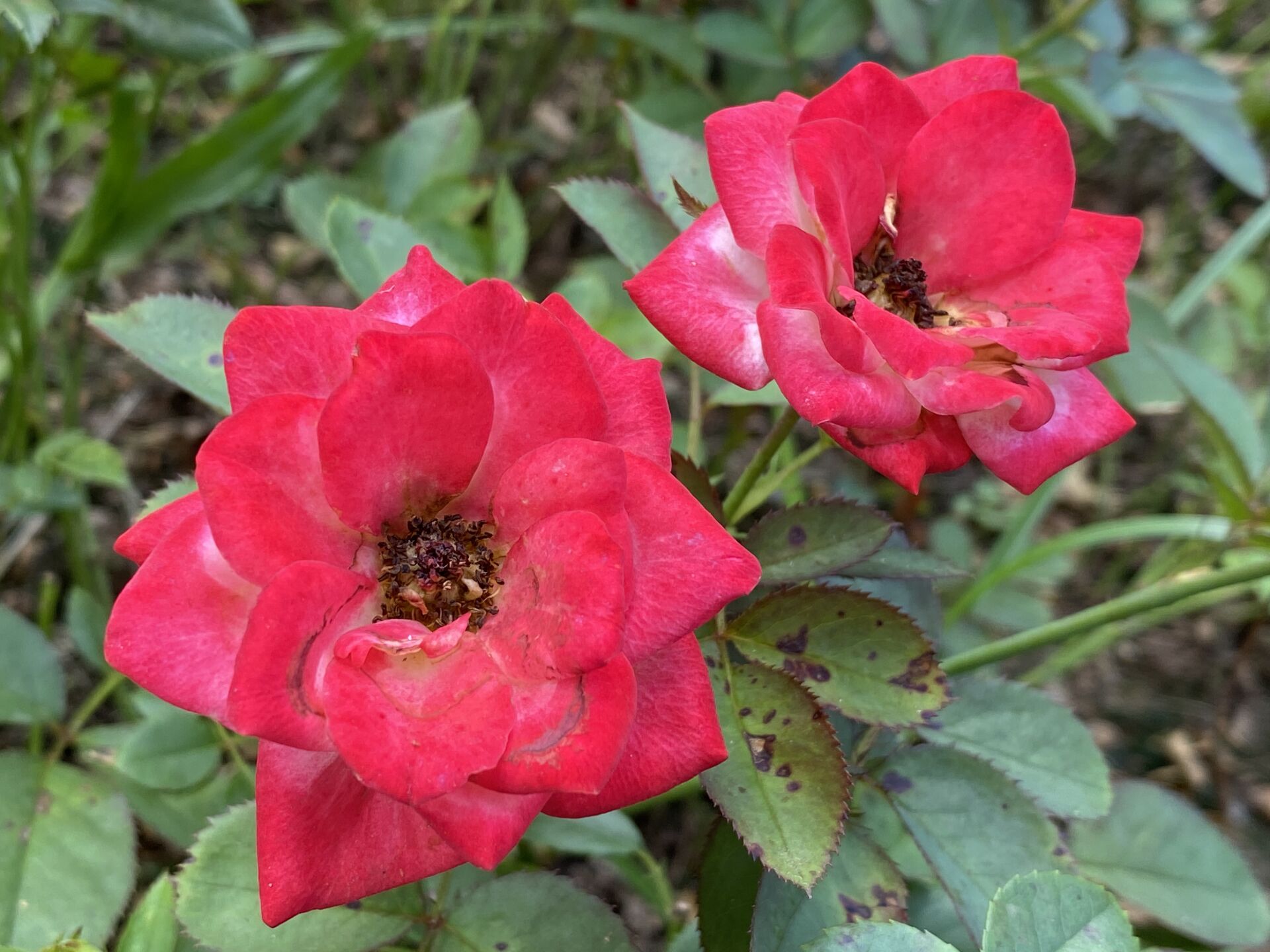 https://www.fa.gov.hk/月季花