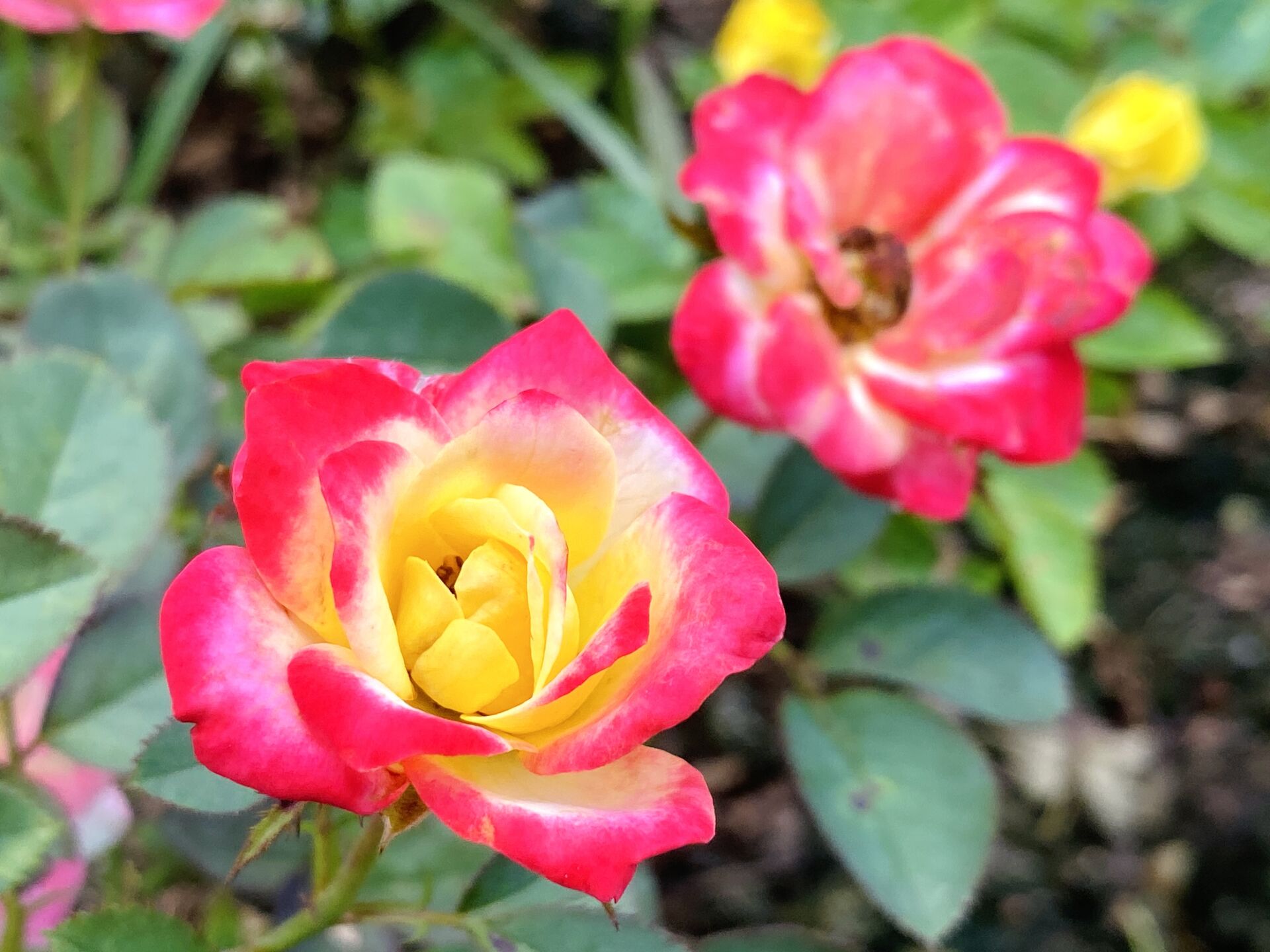 https://www.fa.gov.hk/月季花