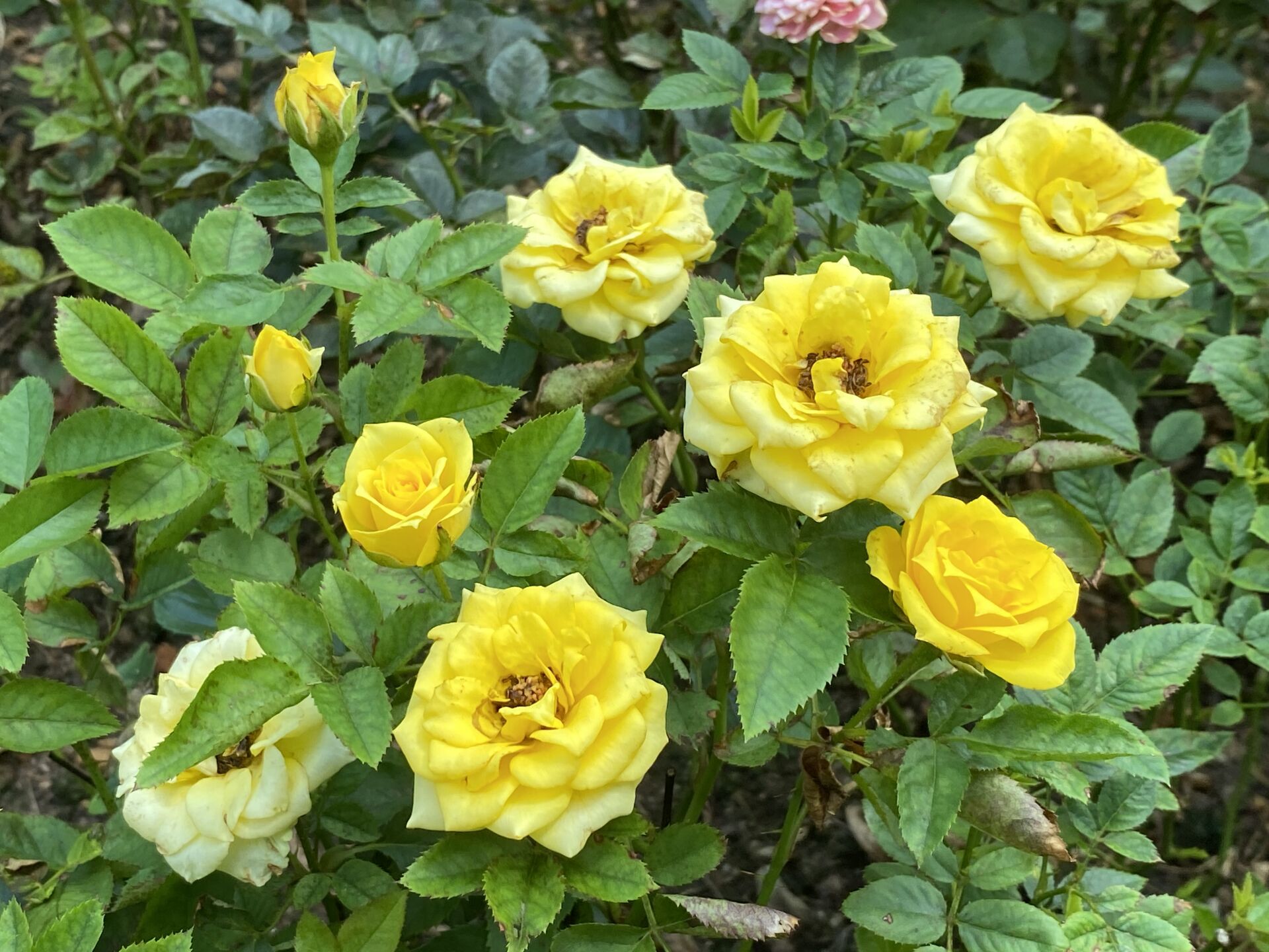 https://www.fa.gov.hk/月季花