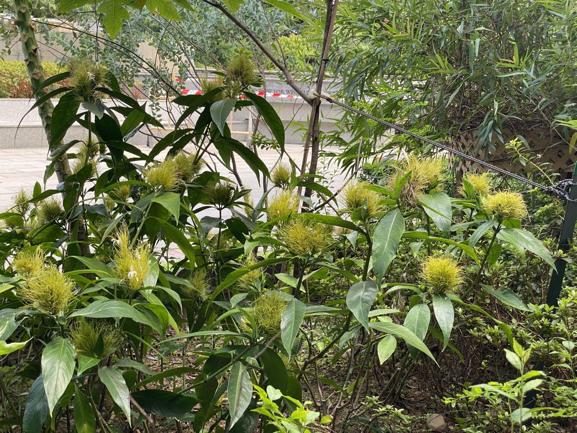 https://www.fa.gov.hk/白金羽花