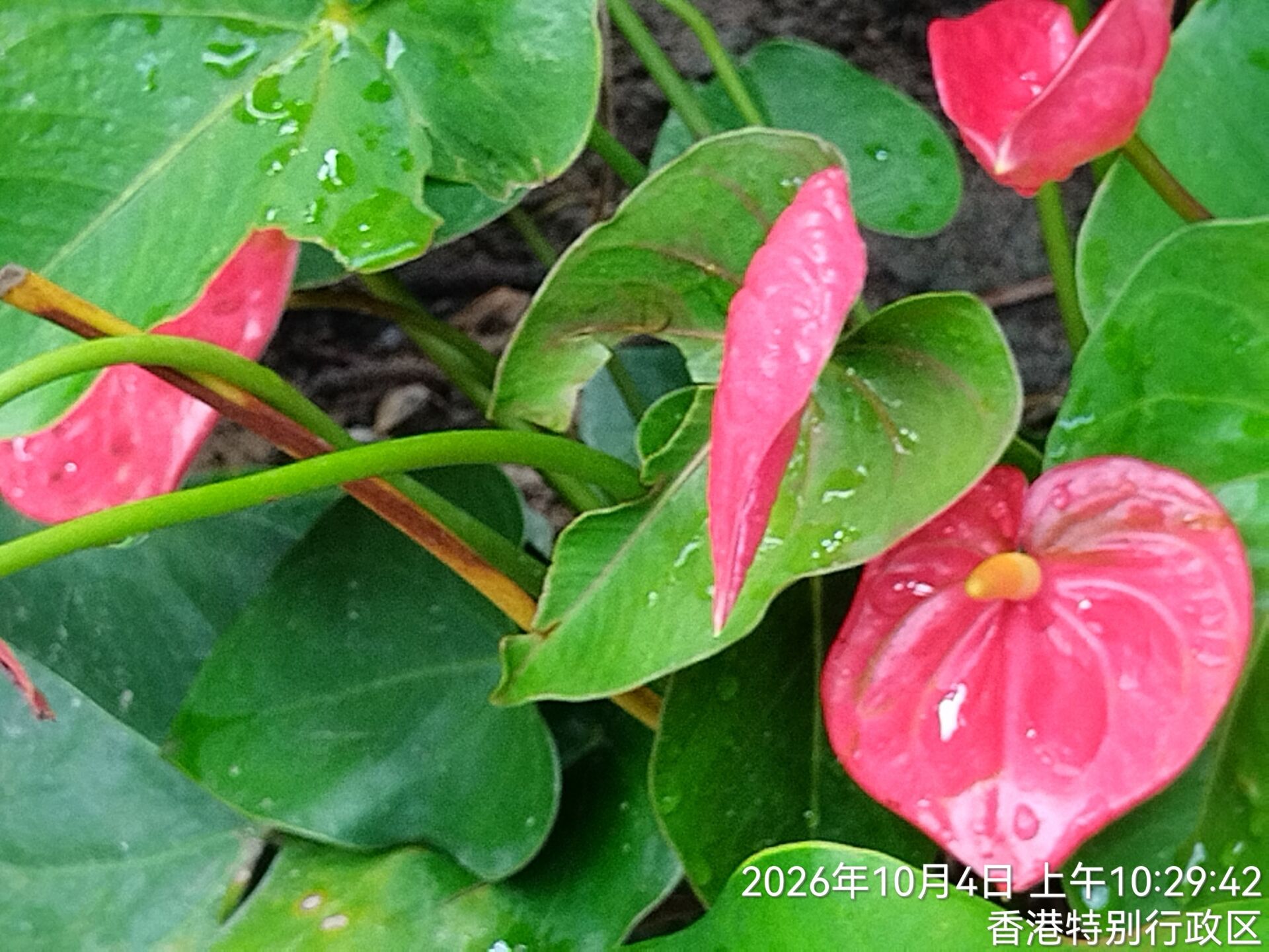 https://www.fa.gov.hk/火鶴花