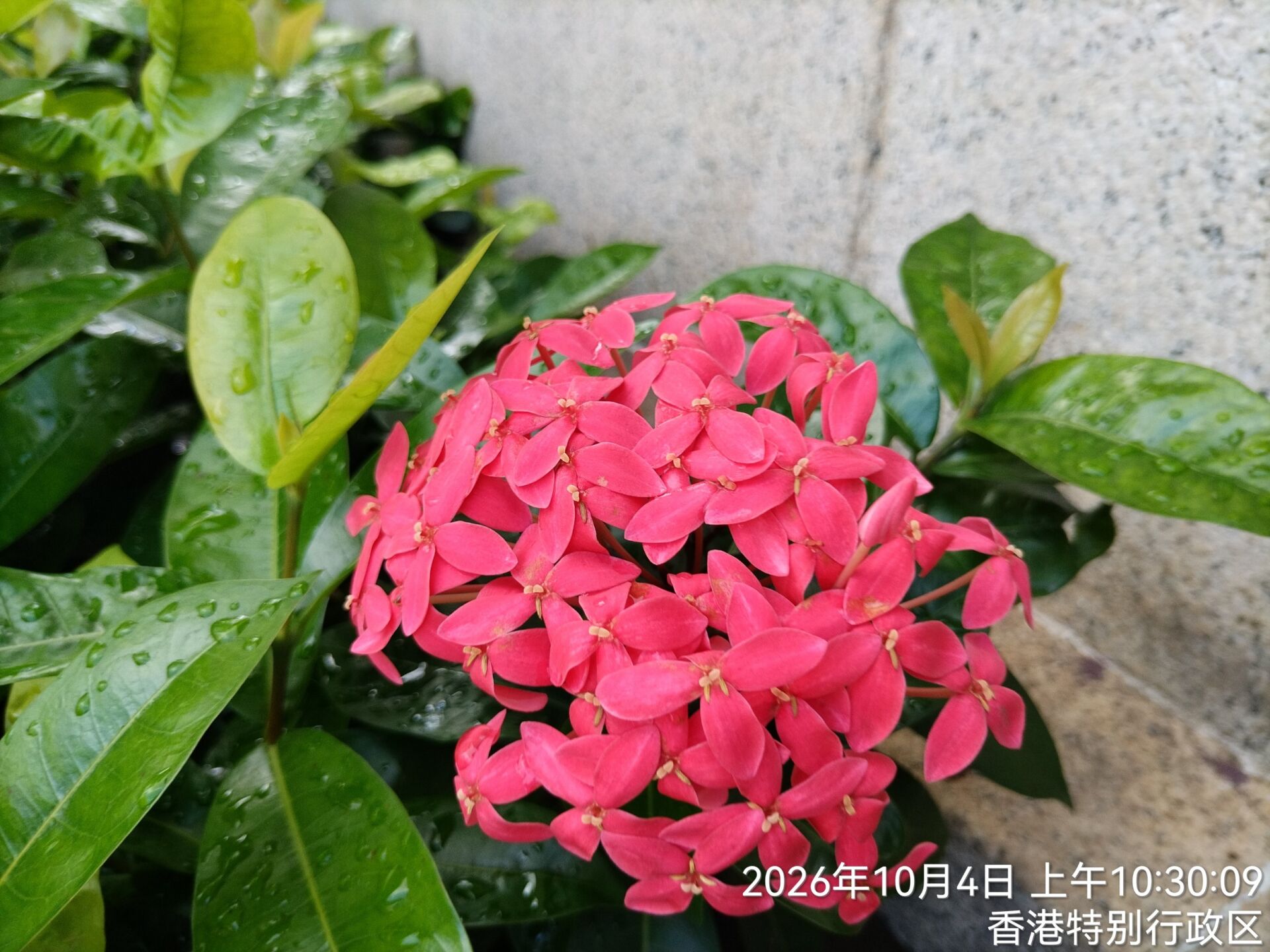 https://www.fa.gov.hk/龍船花