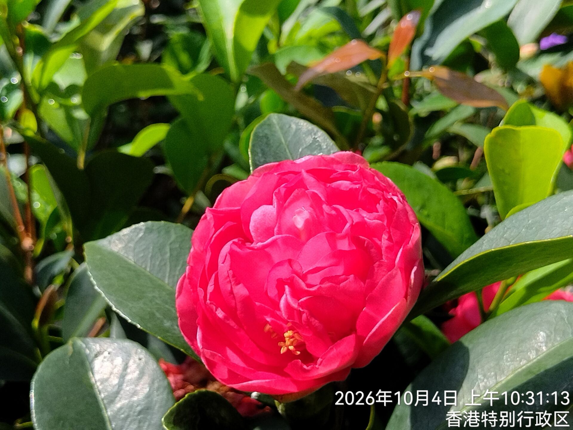 https://www.fa.gov.hk/茶花