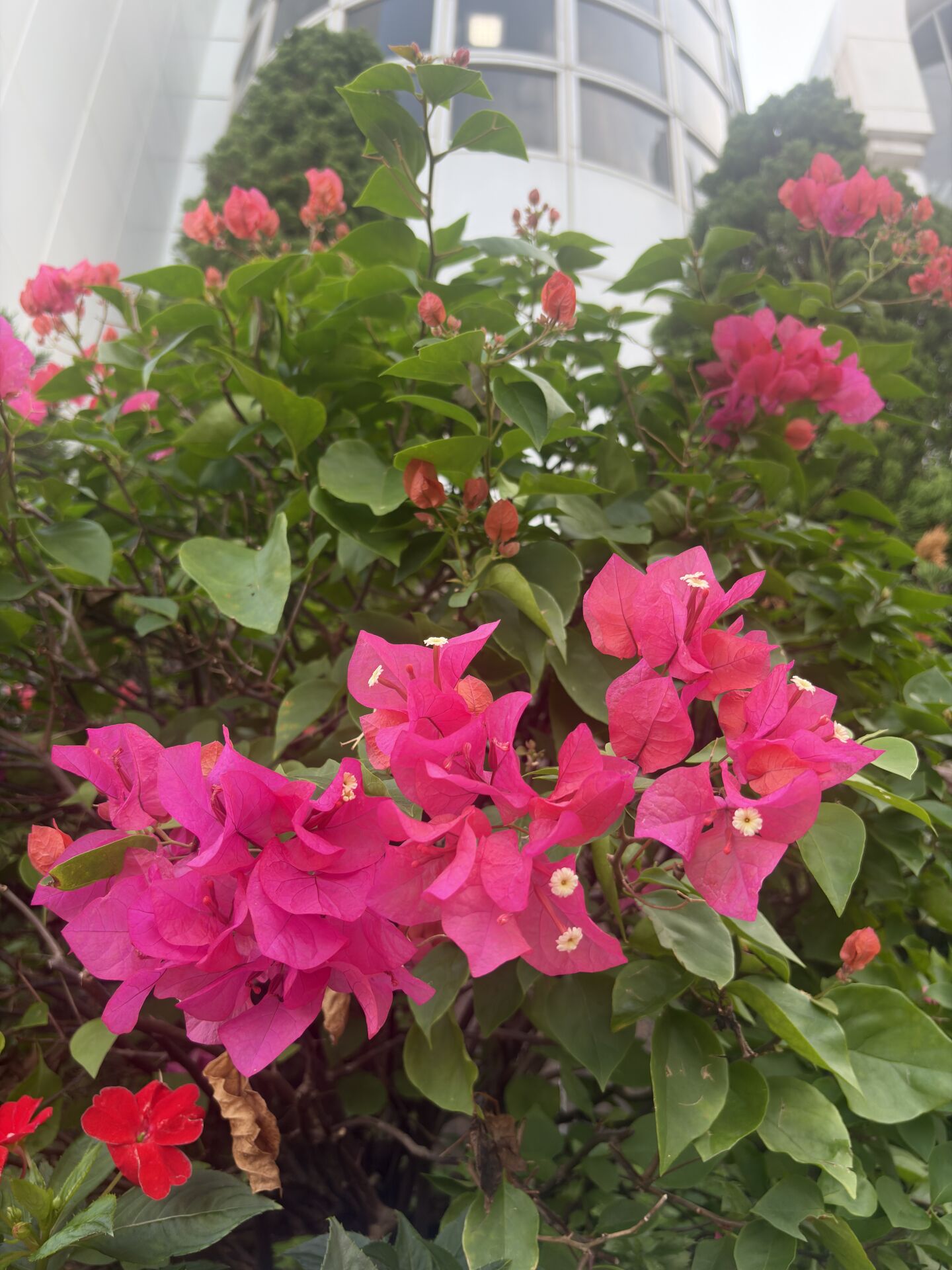 https://www.fa.gov.hk/葉子花 (簕杜鵑)