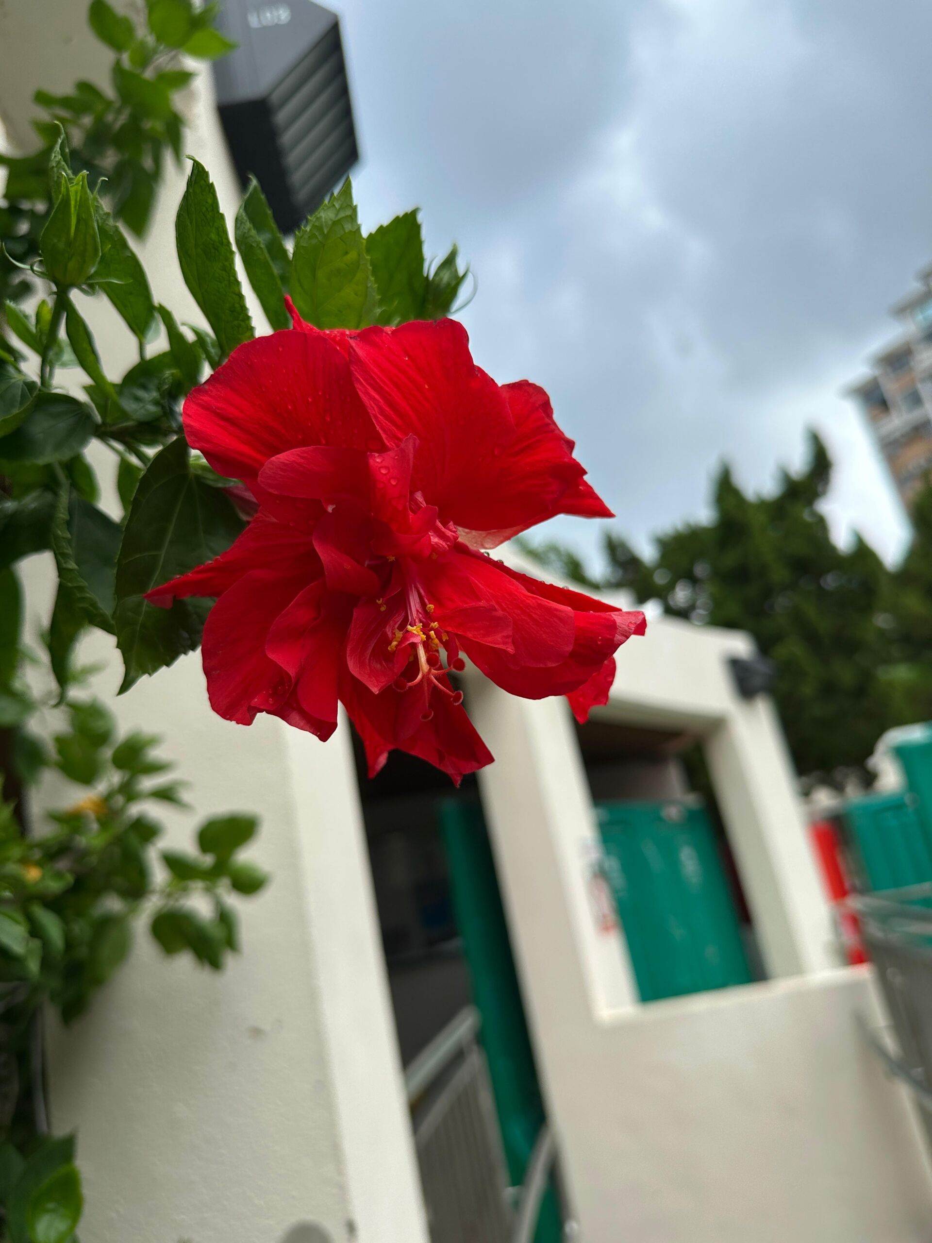 https://www.fa.gov.hk/朱槿(扶桑、大紅花)	