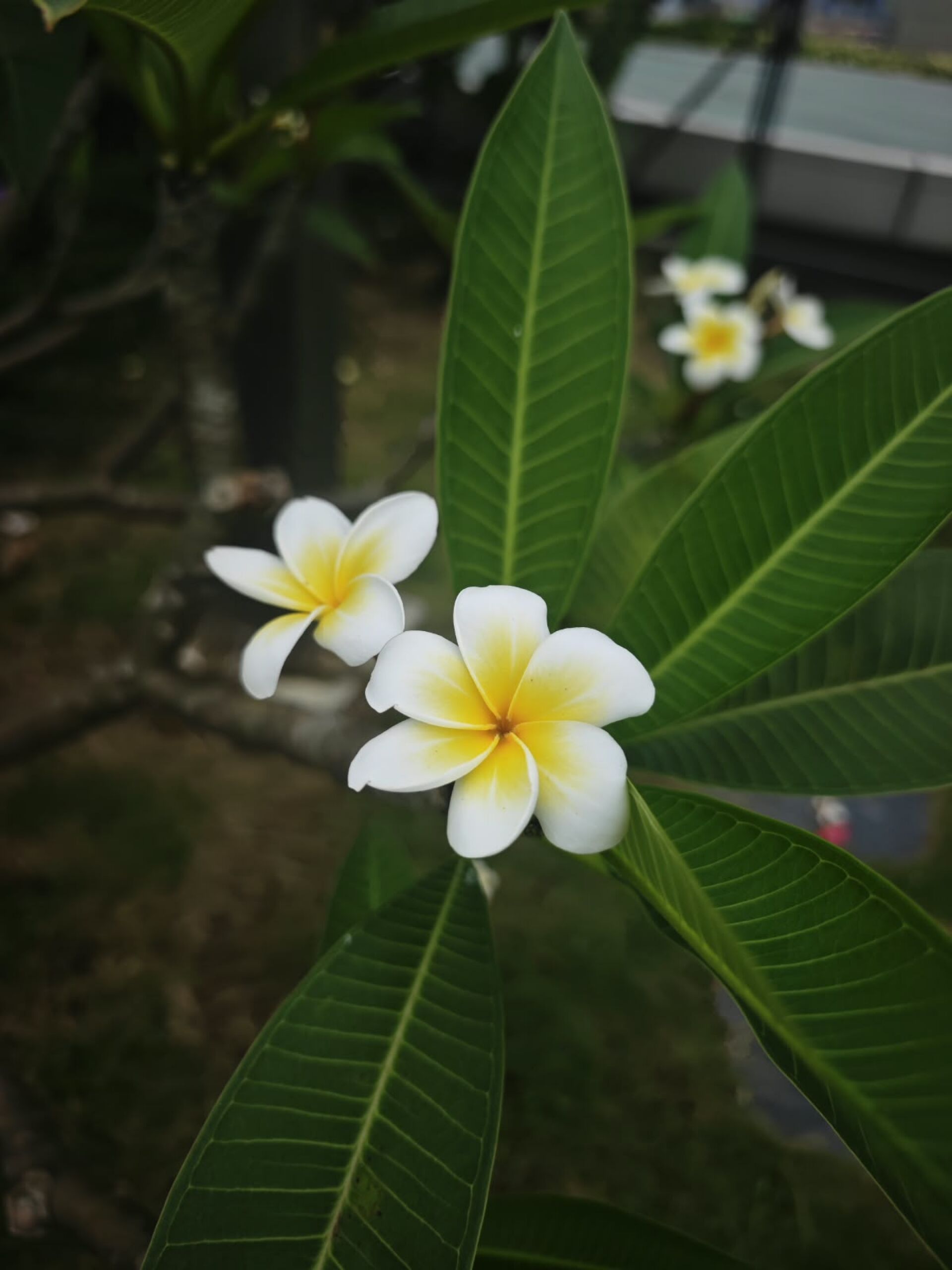 https://www.fa.gov.hk/雞蛋花